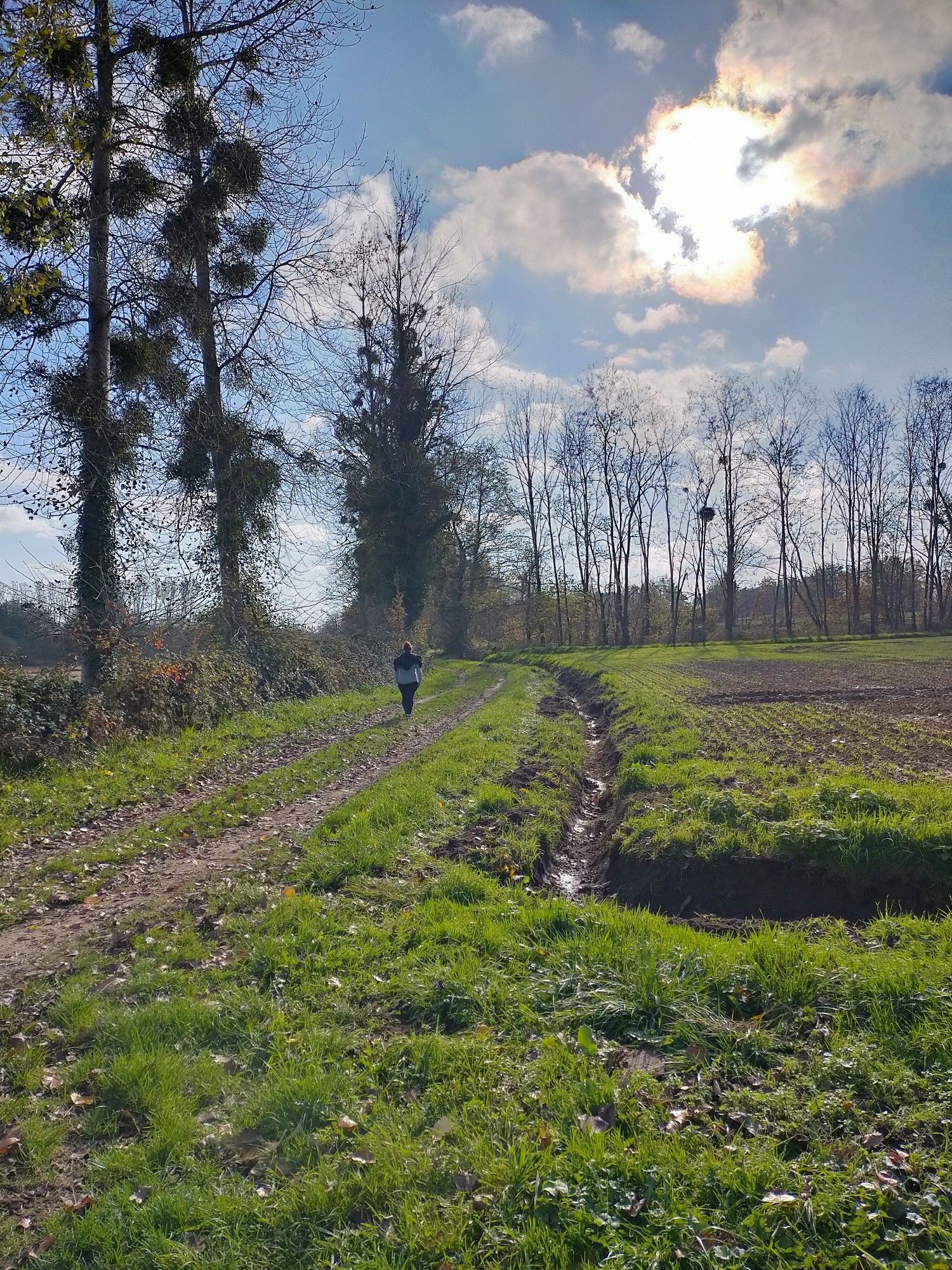 chemin des bois