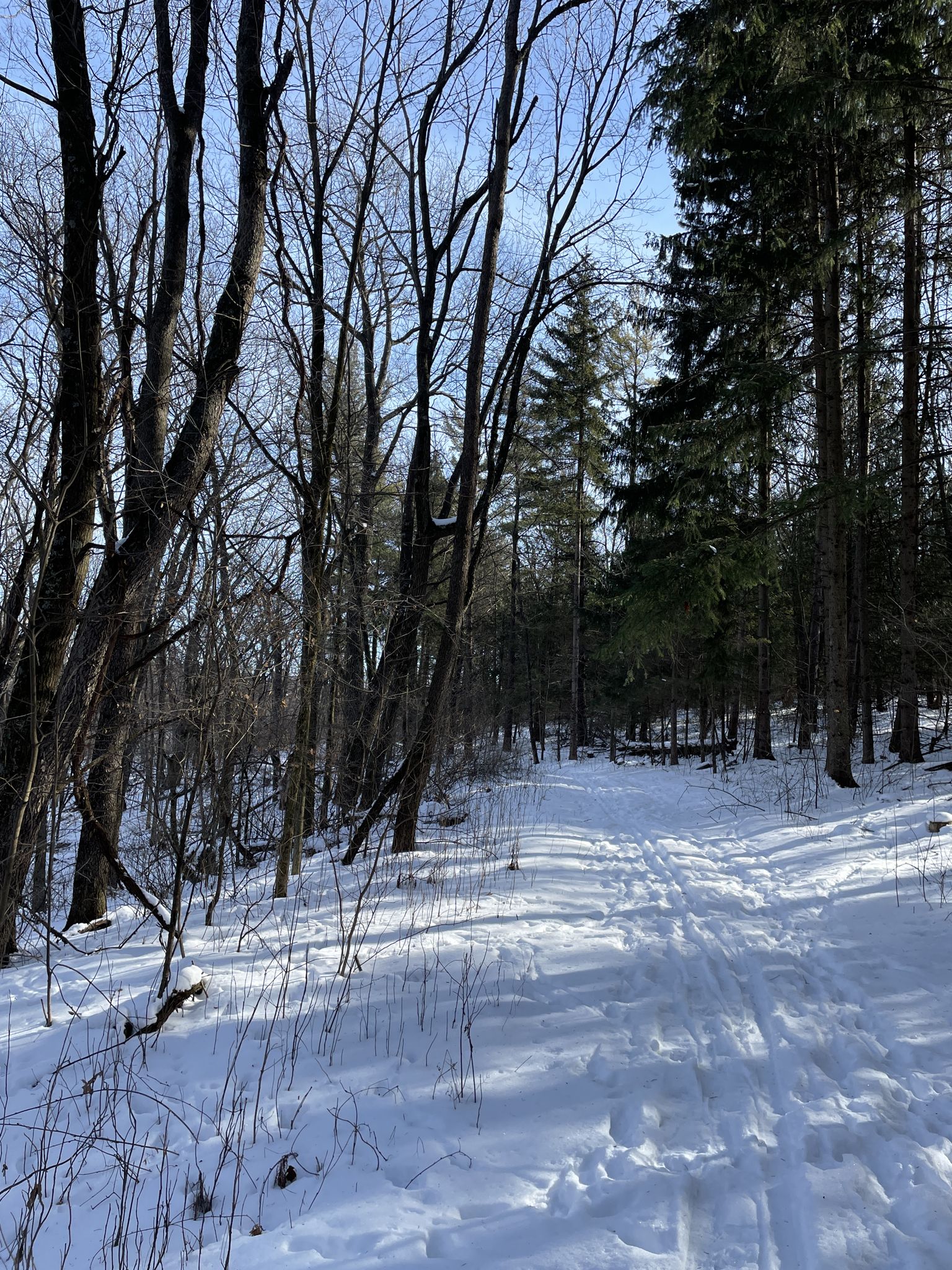 A snow-covered forest path with ski tracks, surrounded by bare and evergreen trees. - Hiking loop from Lower Wisconsin State Riverway (Black Hawk Unit)