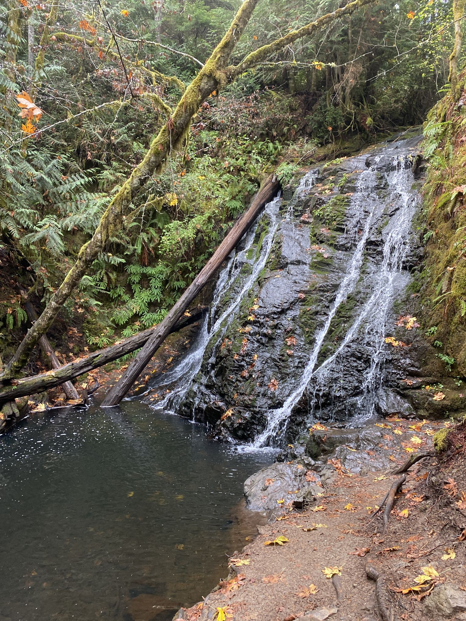 A waterfall cascades over mossy rocks into a dark pool, surrounded by forest. - Chico Trail and South Loop