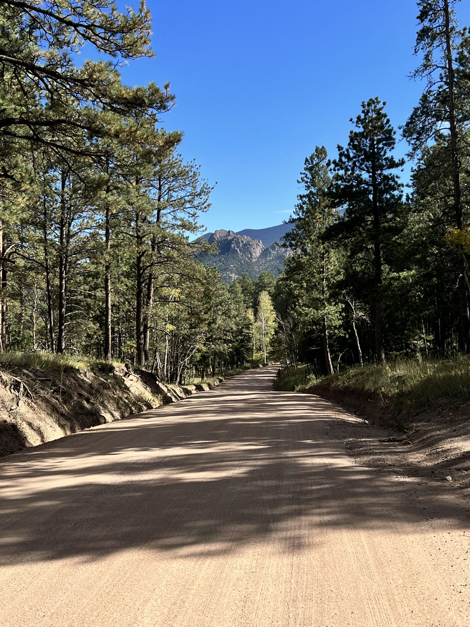 A sunlit dirt road winds through a pine forest towards distant mountains. - Colorado Trail: Redskin Mountain Loop