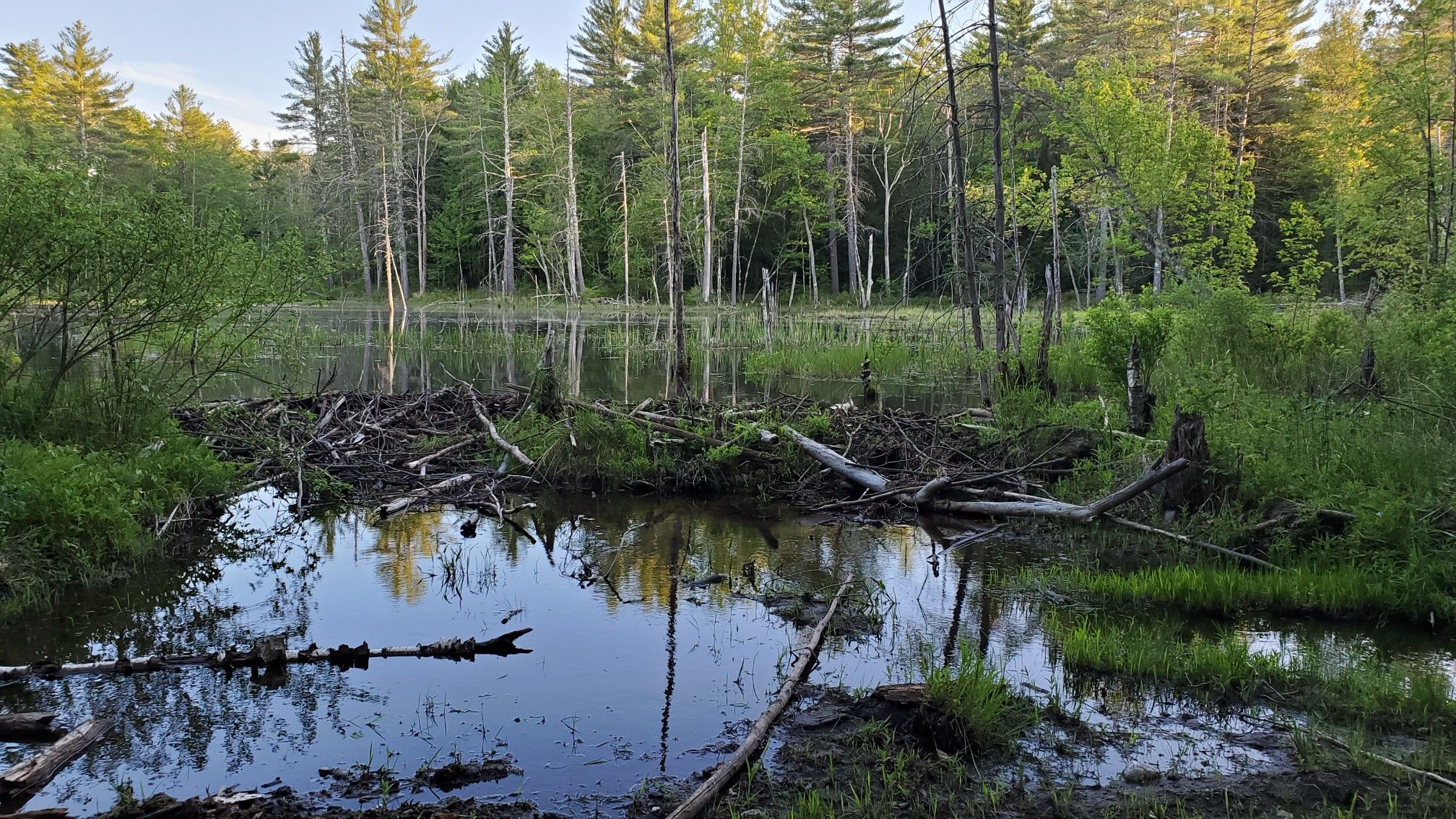 beaver meadow