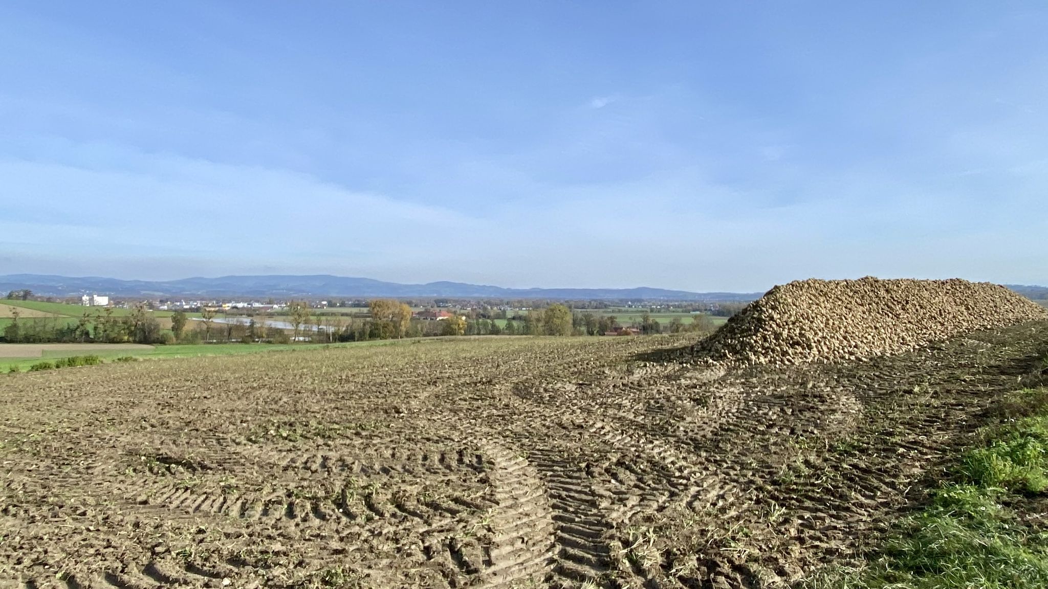 Rübenfeld -> Eferding