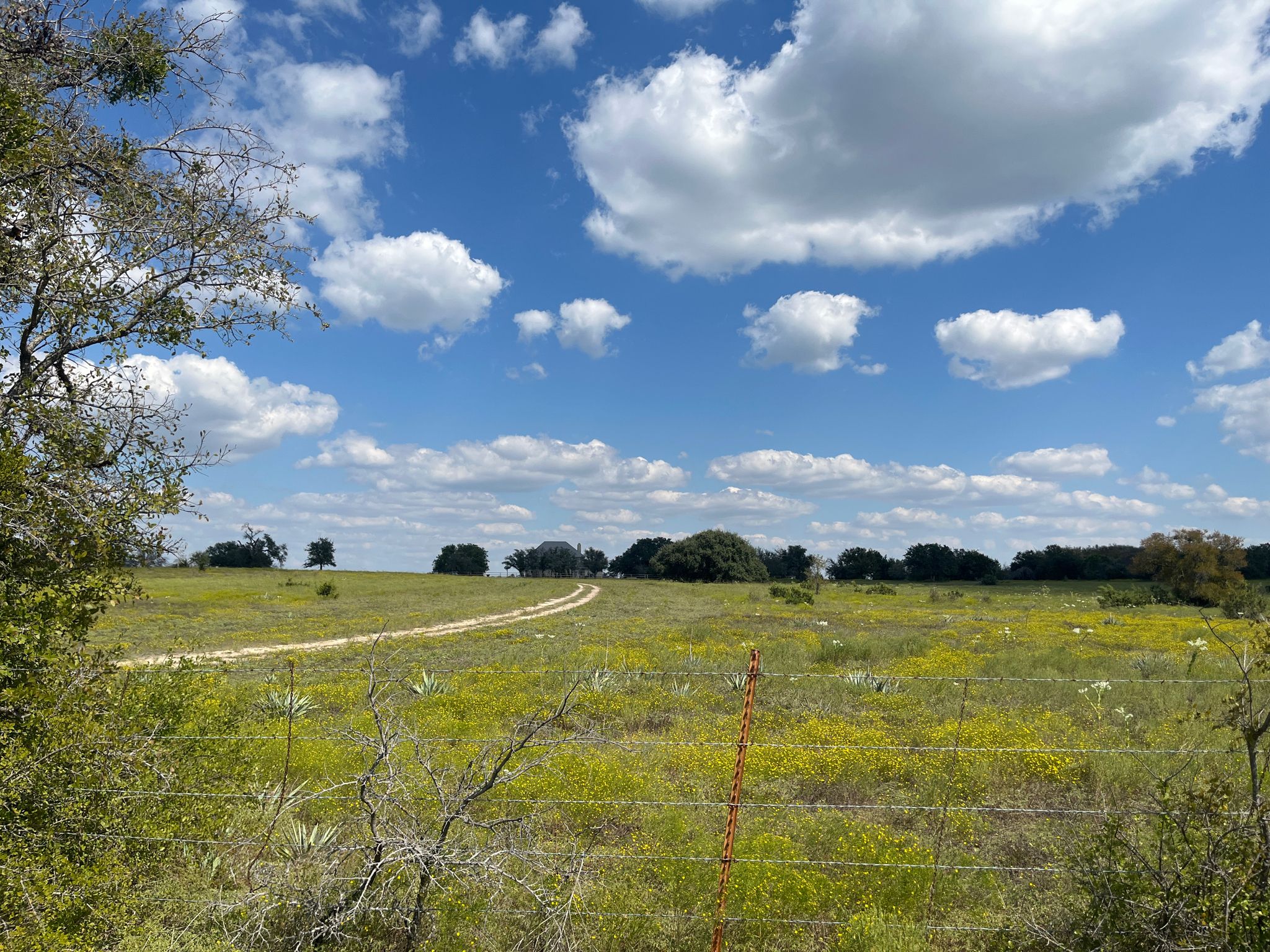 A bright, sunny field with a winding dirt path and distant trees. - Cedar Brake Outer Loop Trail