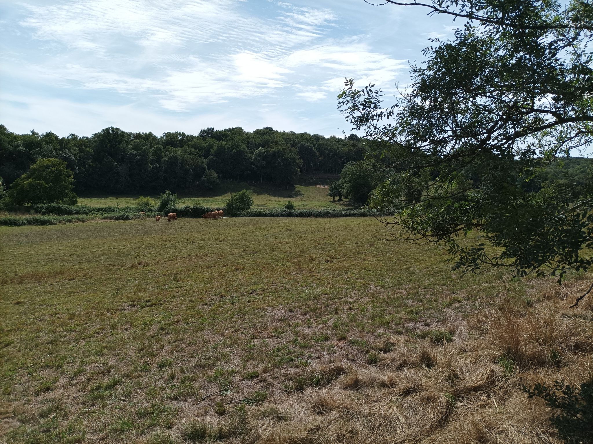 Marais et vaches