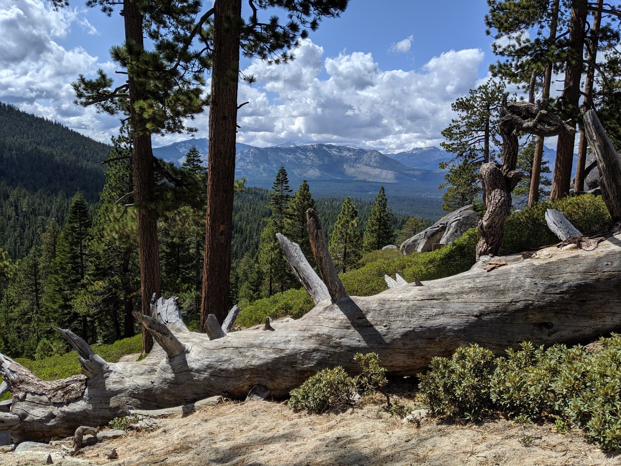 Fallen log in a pine forest overlooking distant mountains under a cloudy sky. - Corral Trail Loop