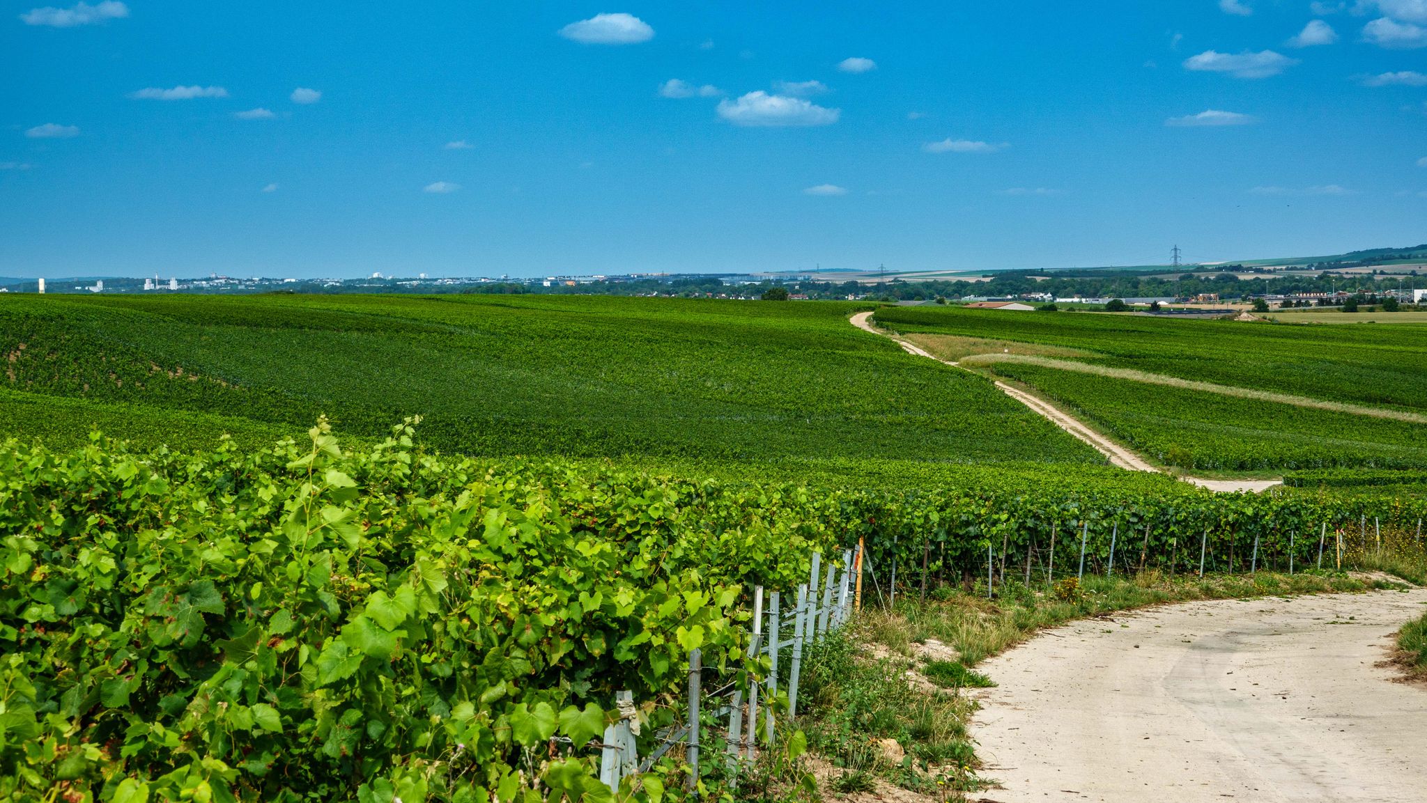 À travers les vignes près de Verzy