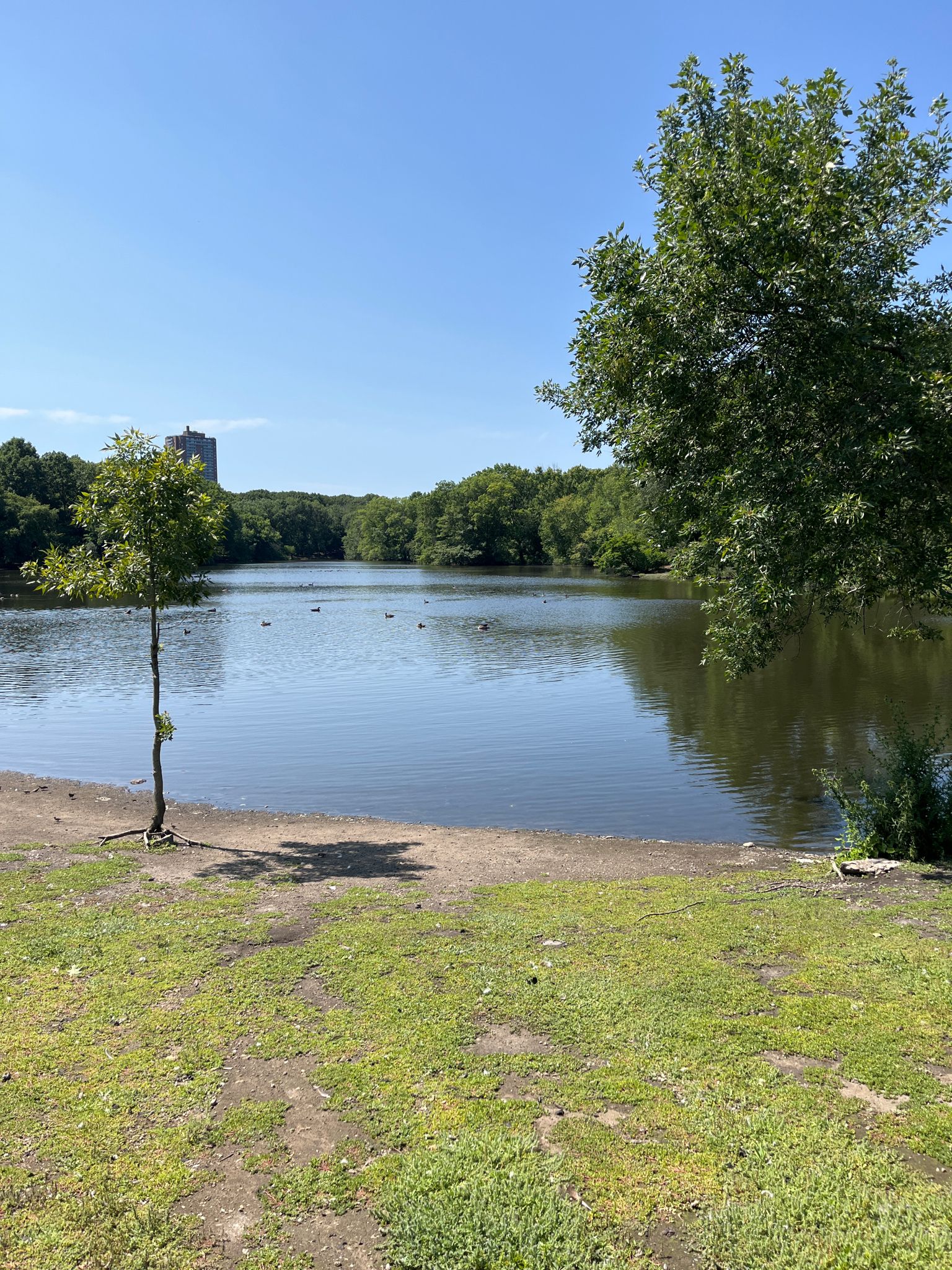 A sunny view of a lake with ducks, green trees, and a distant building. - Claire Saltonstall Bikeway