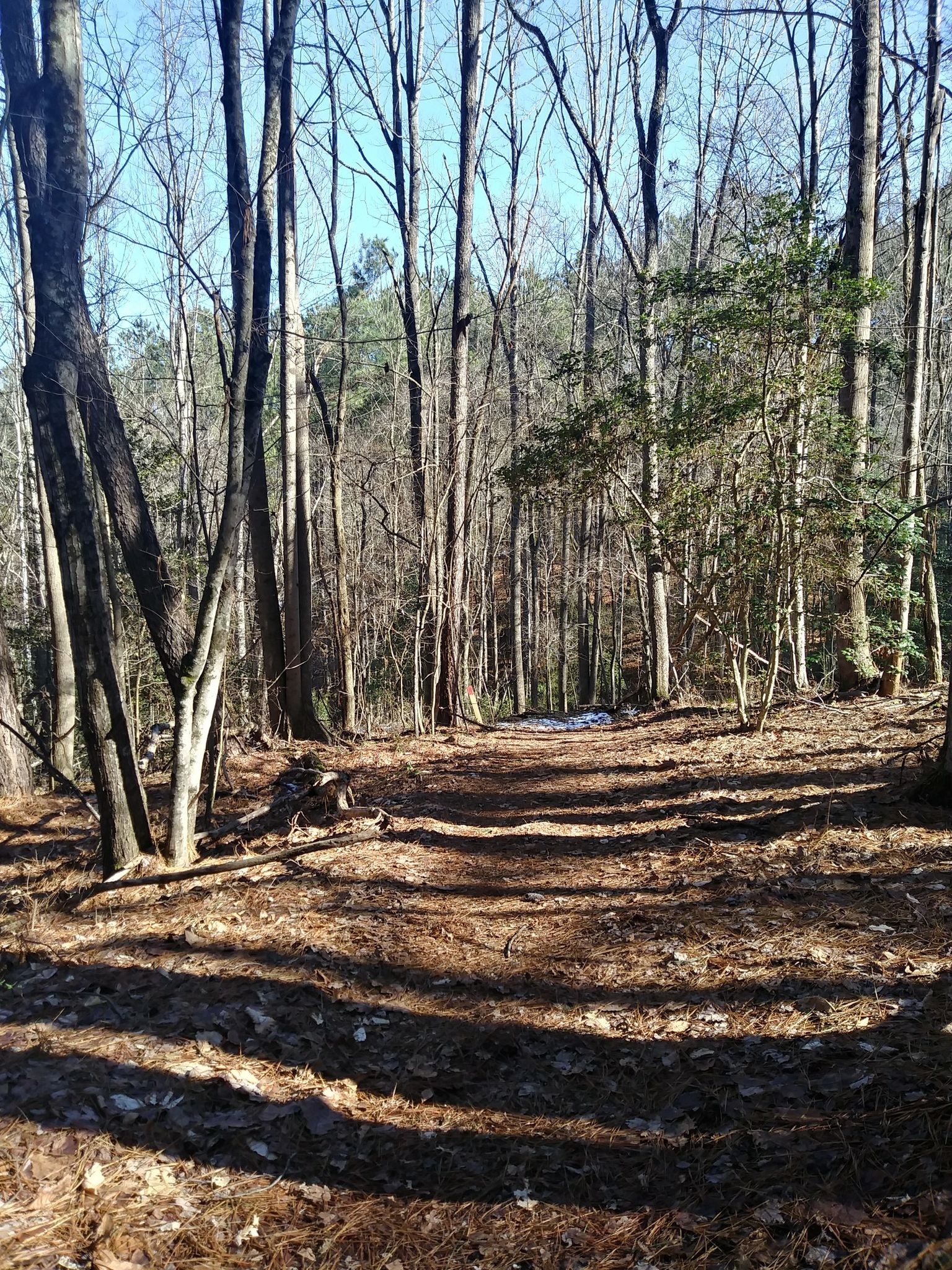 A sunlit forest path covered in fallen leaves, surrounded by bare trees. - Riverbend Park Blue and Red Trail Loop