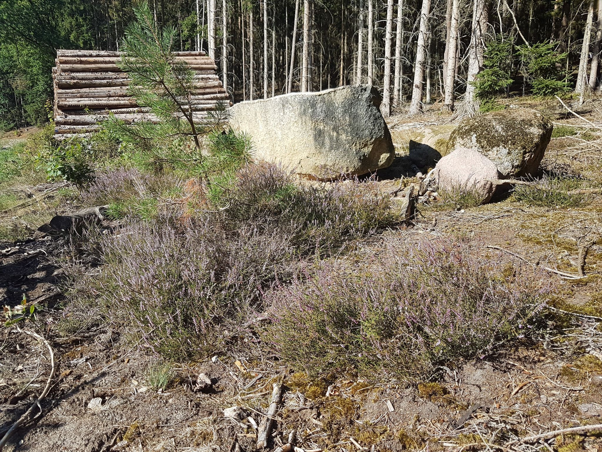Die erste Heide in der Lüneburger Heide