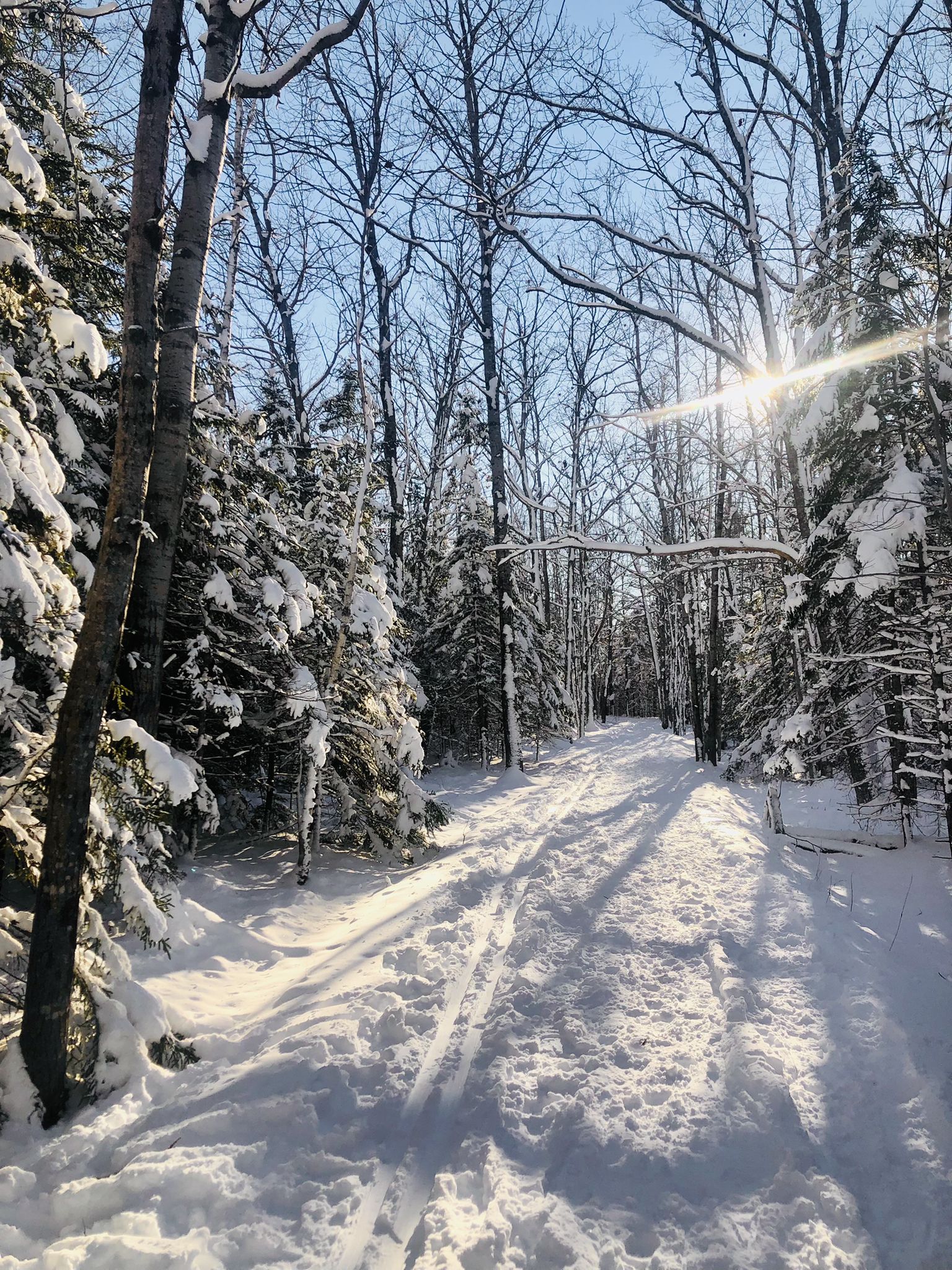 Sunlit snowy path through a winter forest with long tree shadows. - Hulls Cove Visitor Center – Witch Hole Pond loop from Staff Parking