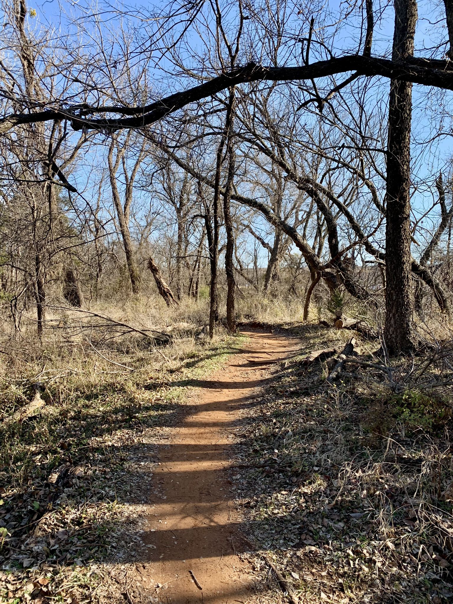 Sunny dirt path winding through a forest of bare trees. - Bluff Creek Park Unpaved Trails Loop