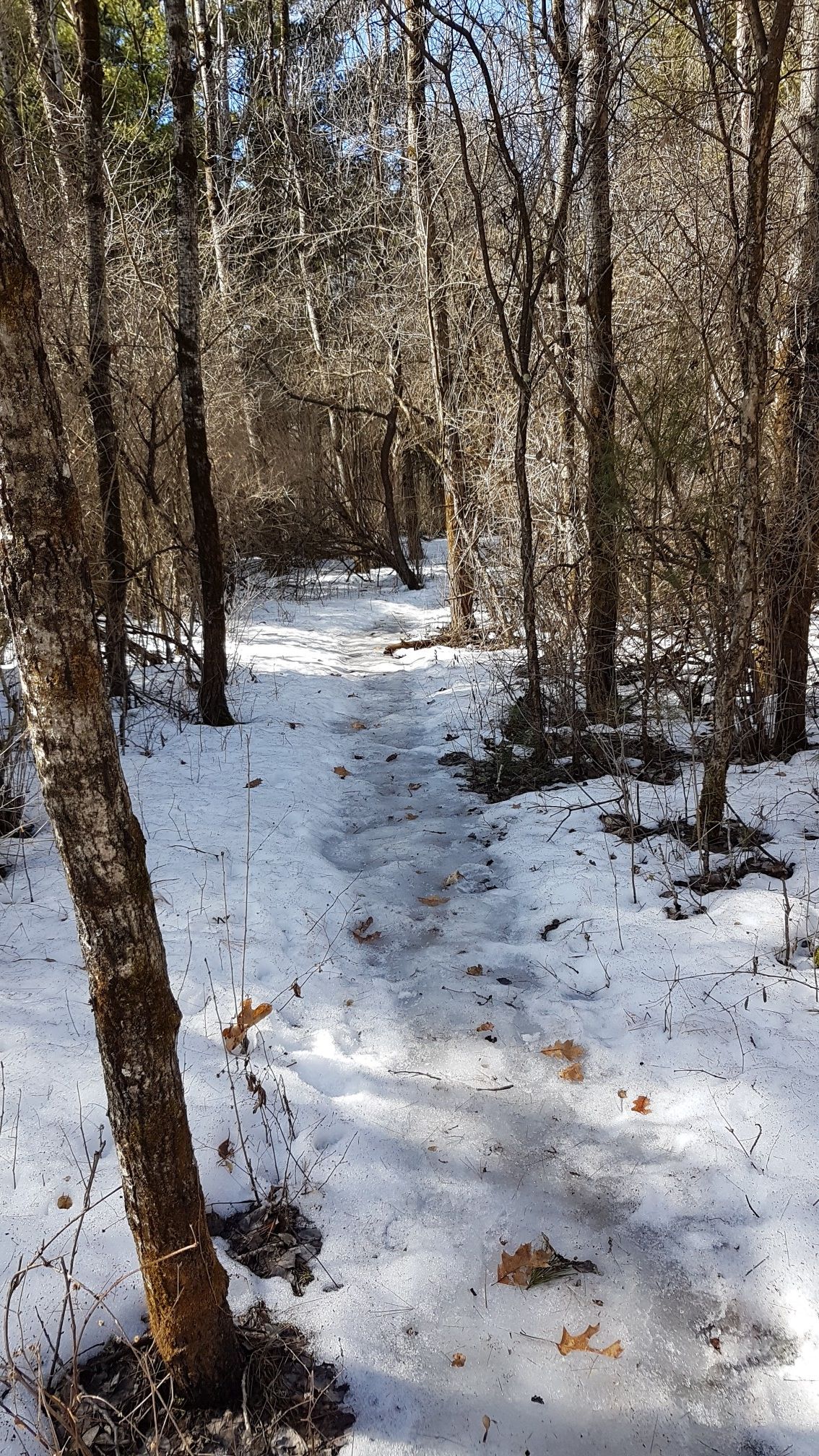 Snowy path winding through a bare winter forest with dappled sunlight. - John Muir Blue Loop