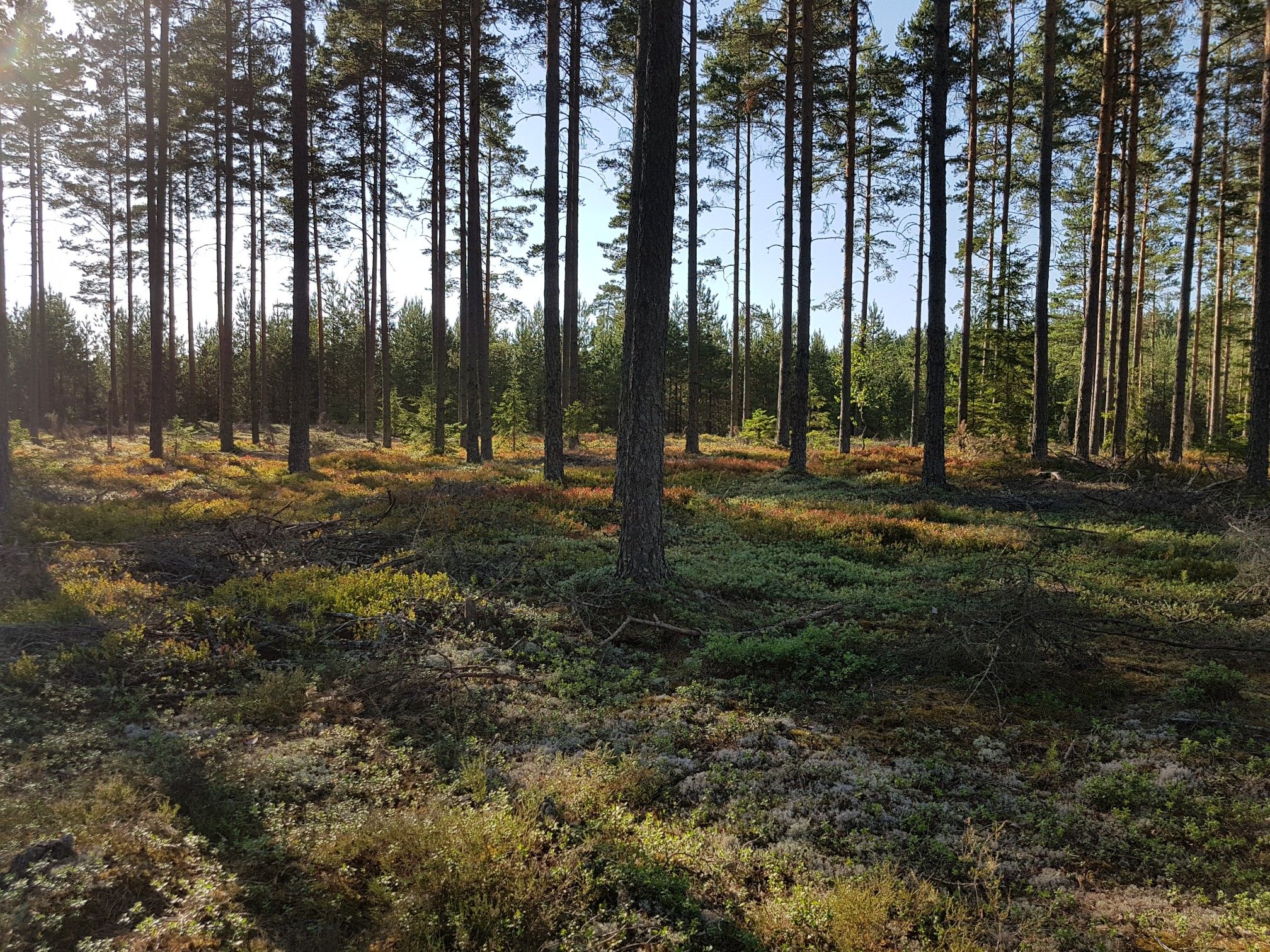 wald