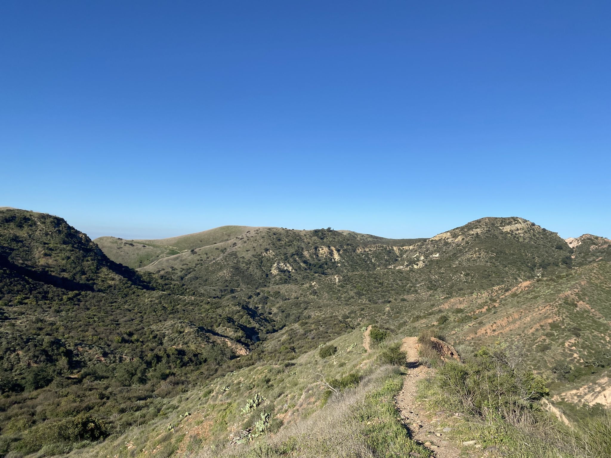 A narrow dirt trail winds through sunlit green hills under a clear sky. - Borrego Trail and Billy Goat Loop