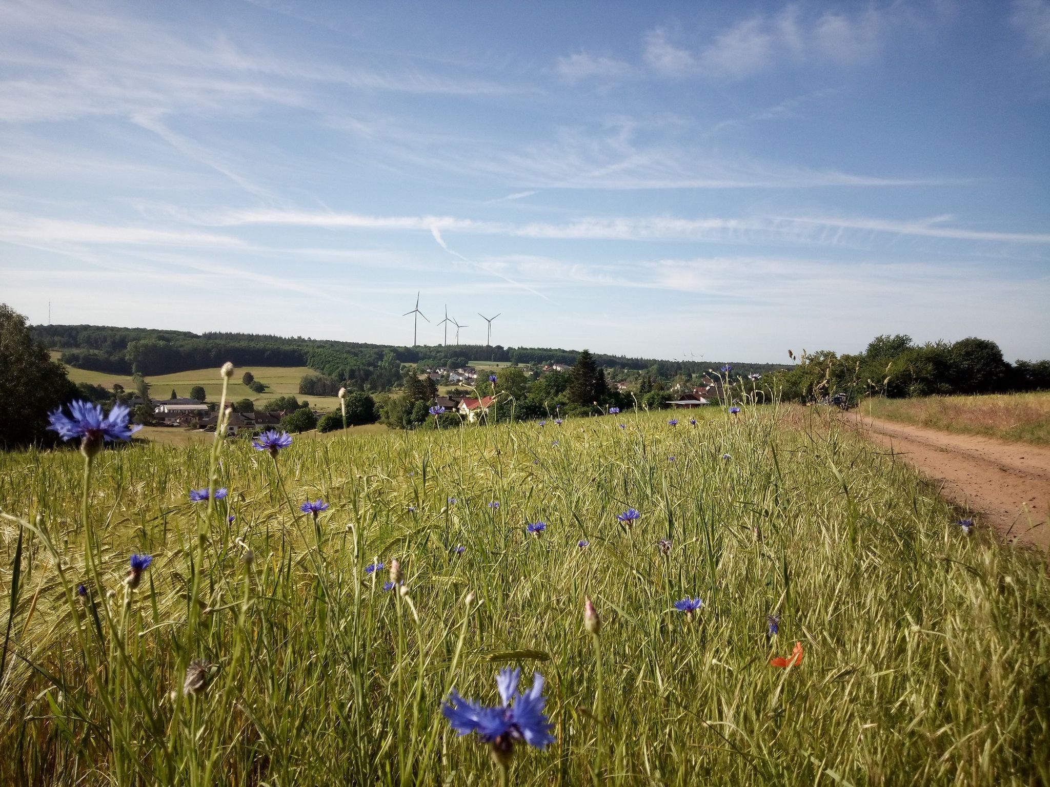 Wegwarte vor Schwarzenholz