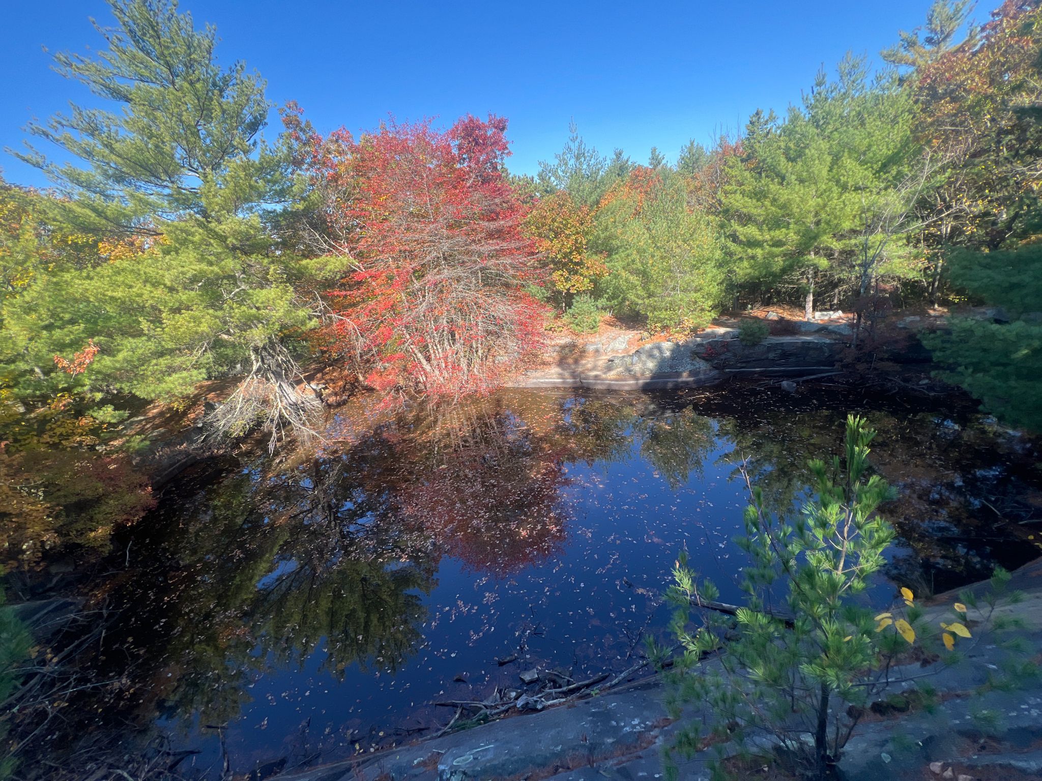A clear pond reflects bright red and green autumn trees under blue sky. - Saint Moritz Pond – Nahanton Hill loop from Granite Railway Incline