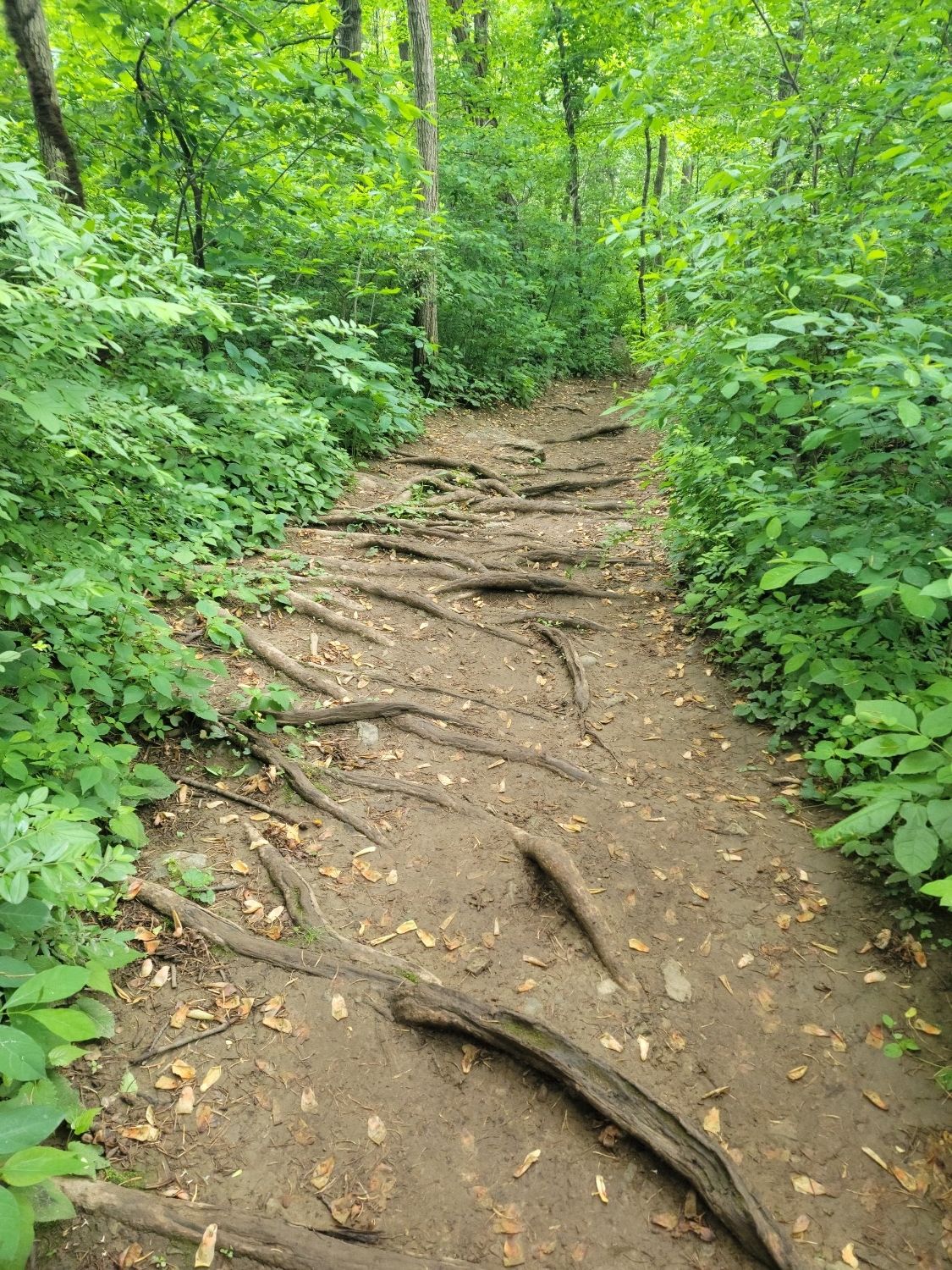 A dirt trail with many exposed tree roots winds through a green forest. - Bear's Den Park Trail