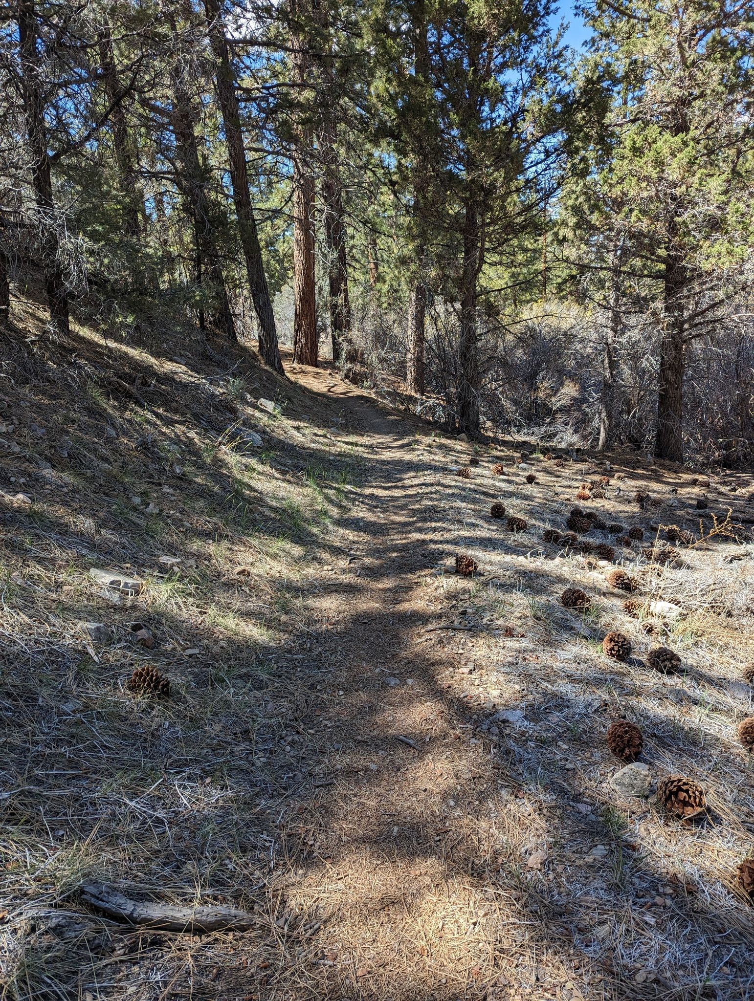 Sunny forest path winding through pine trees and scattered cones. - Arrastre Creek Trail