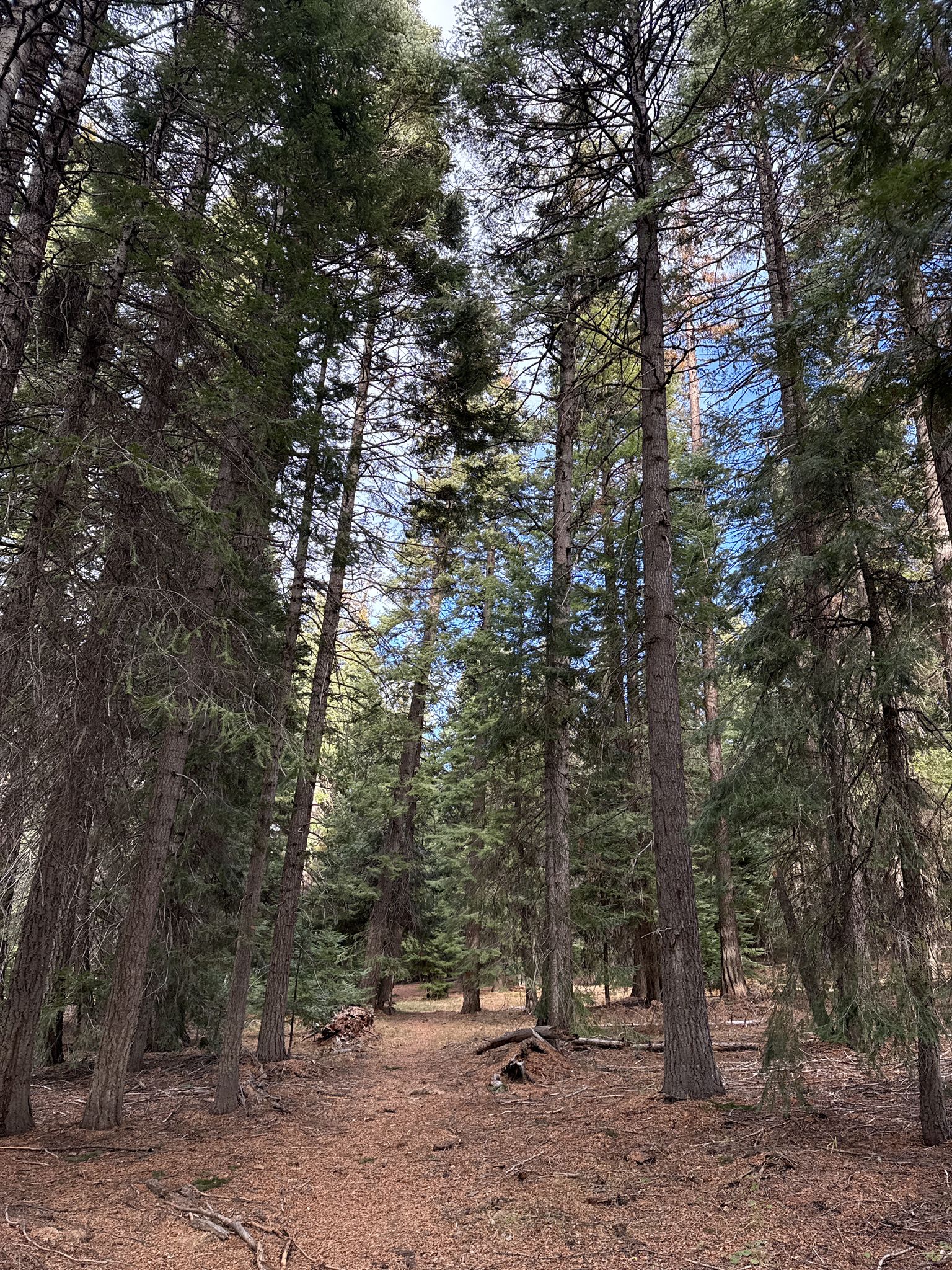 A sunlit dirt path winds through a dense forest of tall pine trees. - Walton Lake and Round Mountain Loop