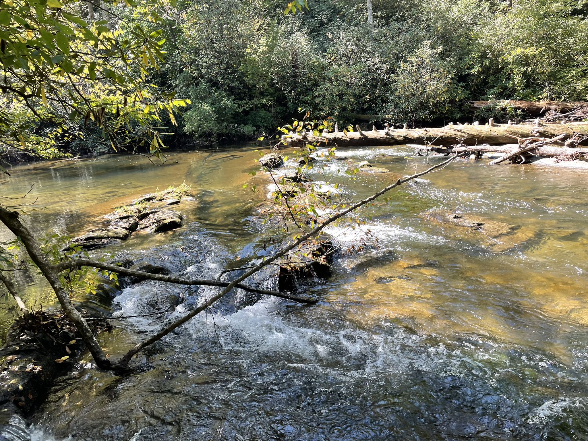 Clear river with rapids and rocks, surrounded by lush green trees, bright sunlight. - Abrams Falls Trail