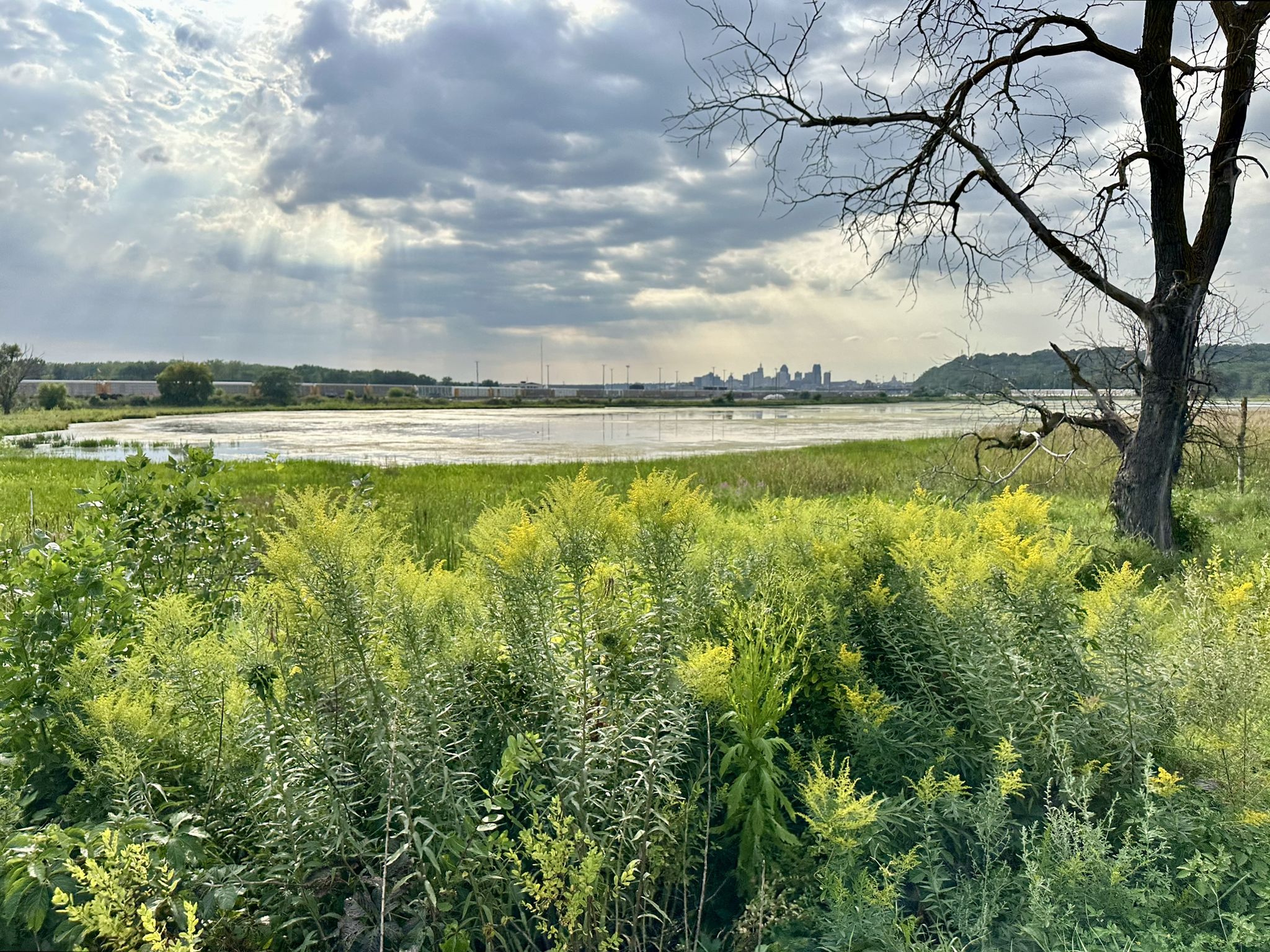 Overgrown wetland with a distant city skyline under a cloudy sky. - Little Pig's Eye Lake loop from 10th Street