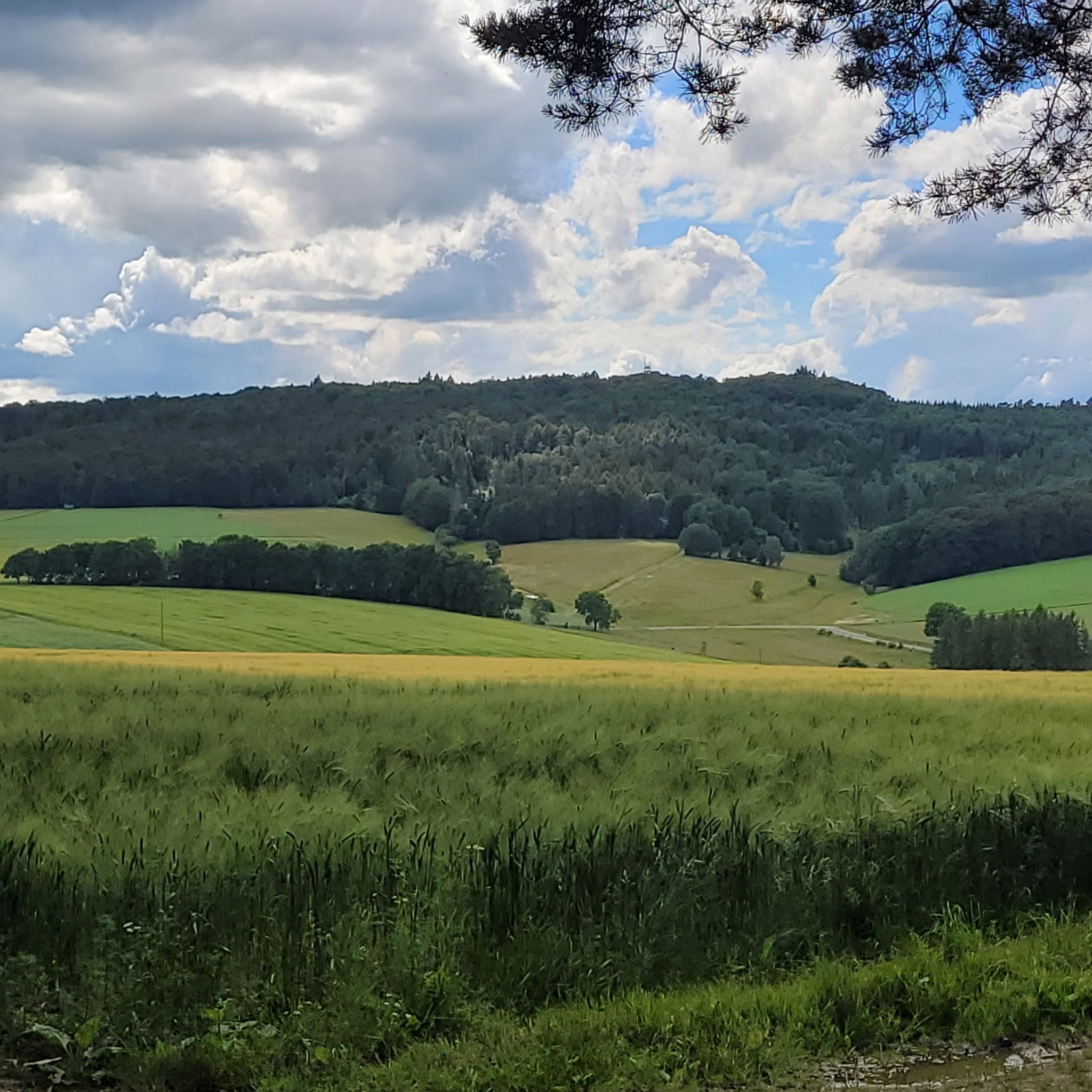 Mengshäuser Kuppe 