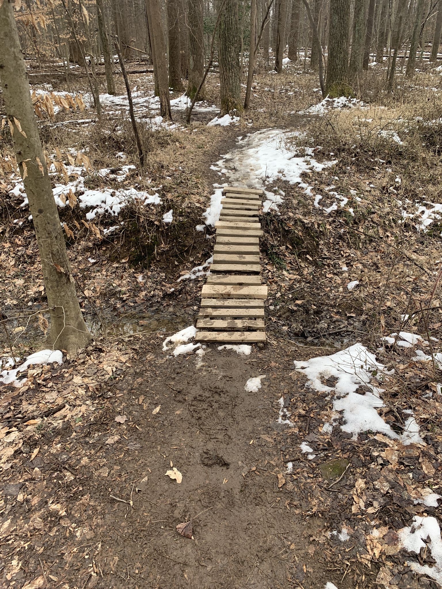 Wooden plank bridge crosses a muddy, snowy forest trail. - Rockburn Branch crossing – Branch crossing (Nacho Trail) loop from Rockburn Branch Park