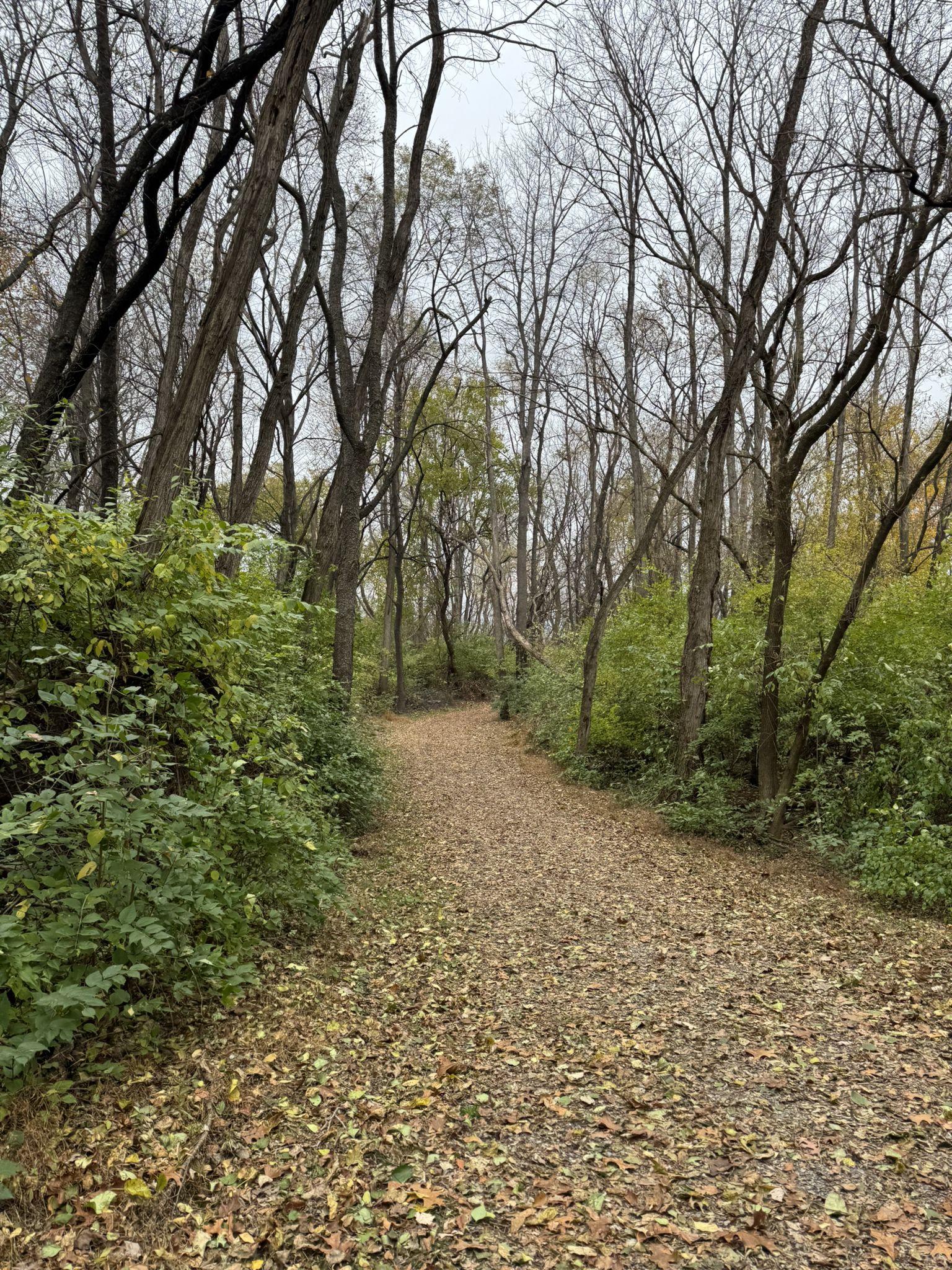 A leaf-covered path winds through a forest with bare trees under an overcast sky. - Ephrata Township Community Park Trail
