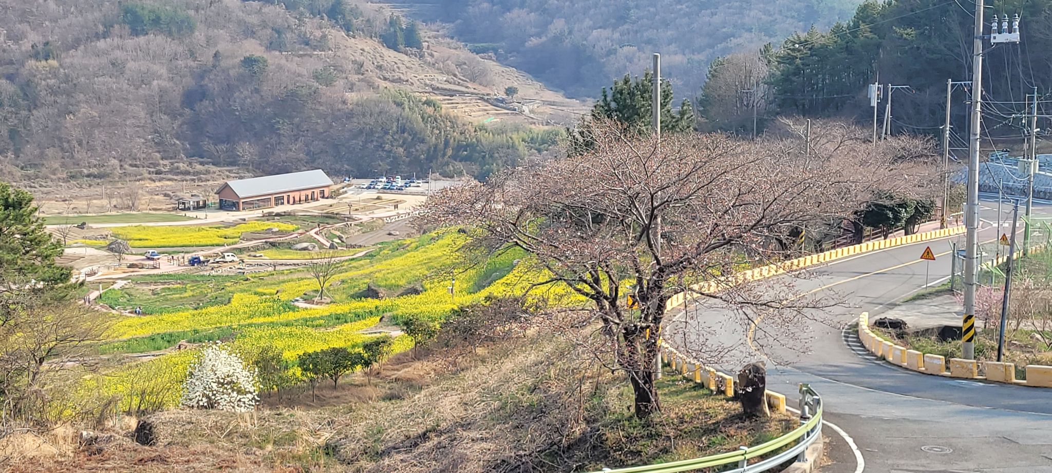 Terraced canola field in Dooma Village