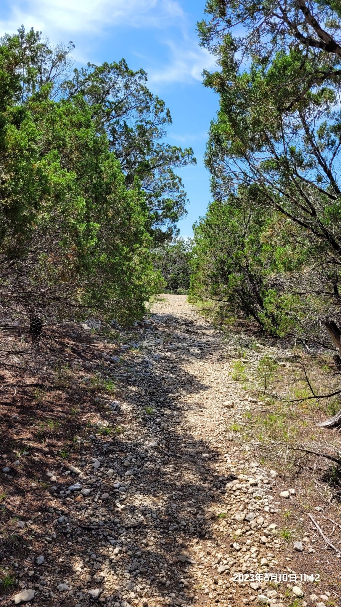 A sunny, rocky path winds through dense green trees under a blue sky. - Emma Long Motocross Park Trail