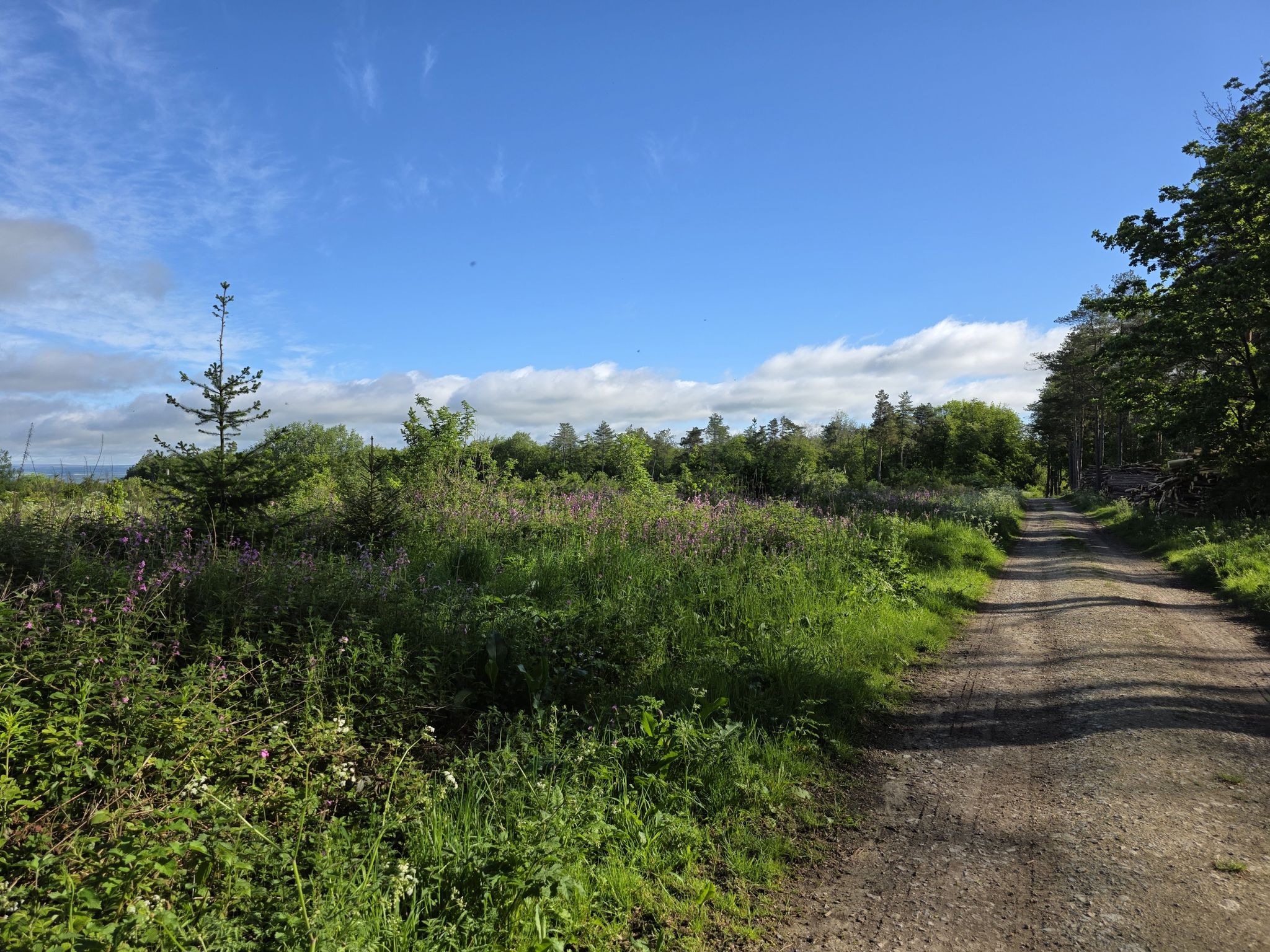 Sylvan Dale