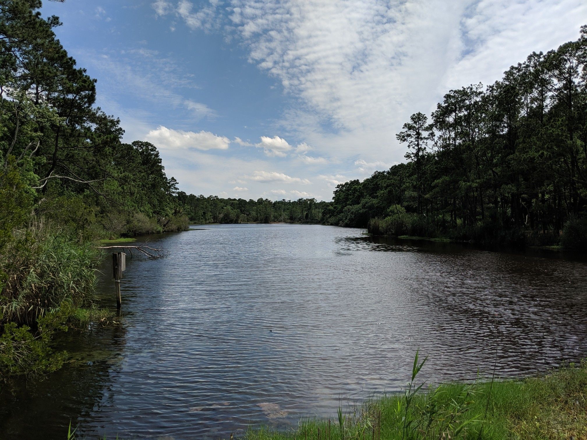 Wide, calm water surrounded by dense green trees under a bright, cloudy sky. - Orange and Green Trails loop— Laurel Hill County Park