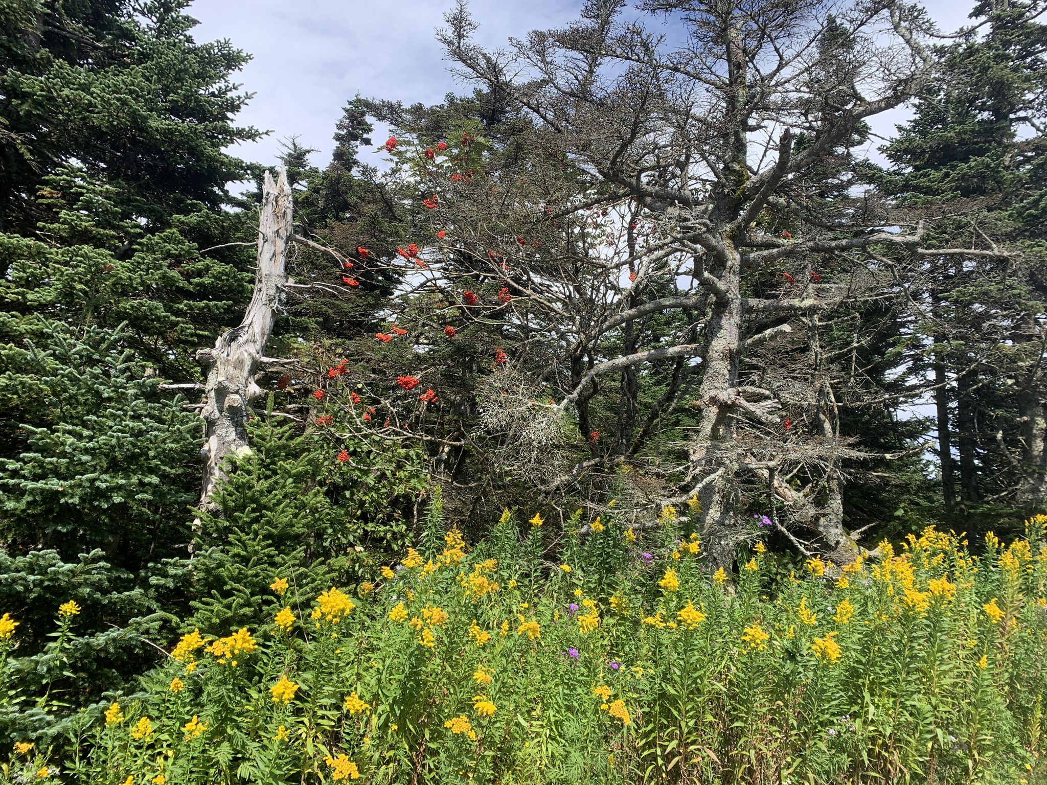 Forest edge with gnarled trees, evergreens, and bright yellow wildflowers. - Mount Greylock loop from Mount Williams