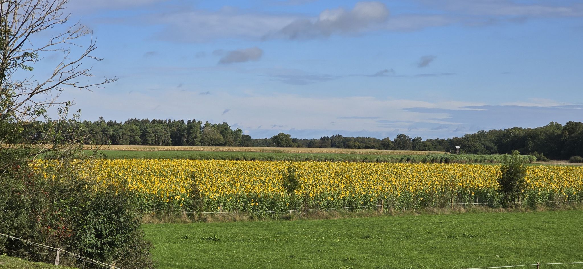 Sonnenblumen Feld