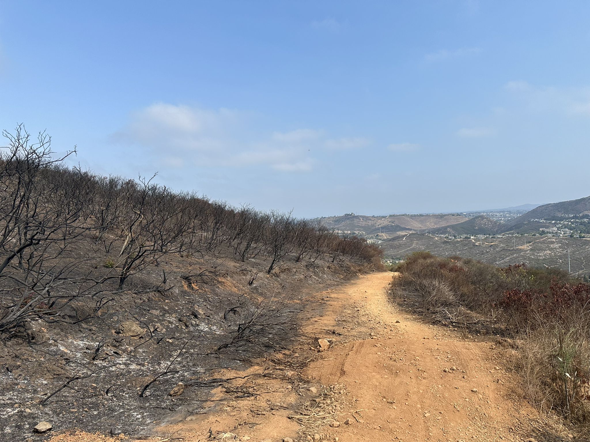 A dirt path winds through a landscape of burnt trees under a clear sky. - Denk Mountain Trail