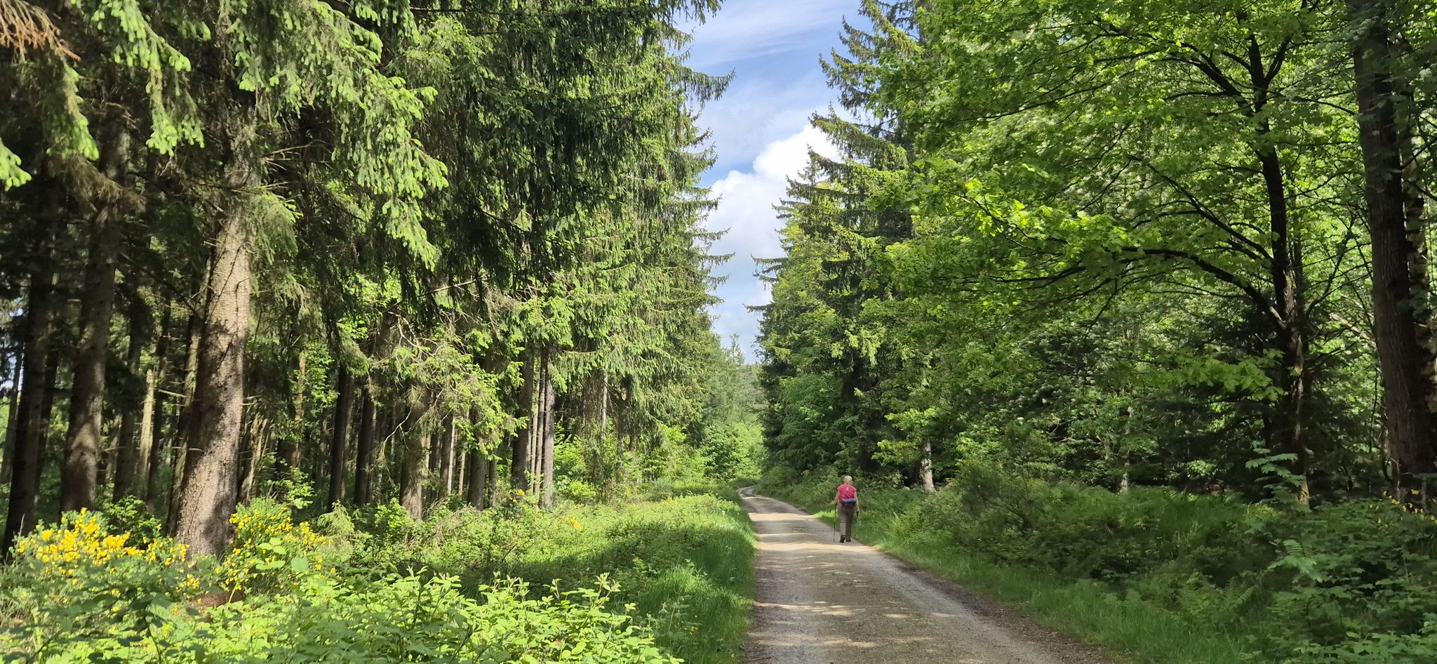 Schöne Waldpassage bei Hoxel