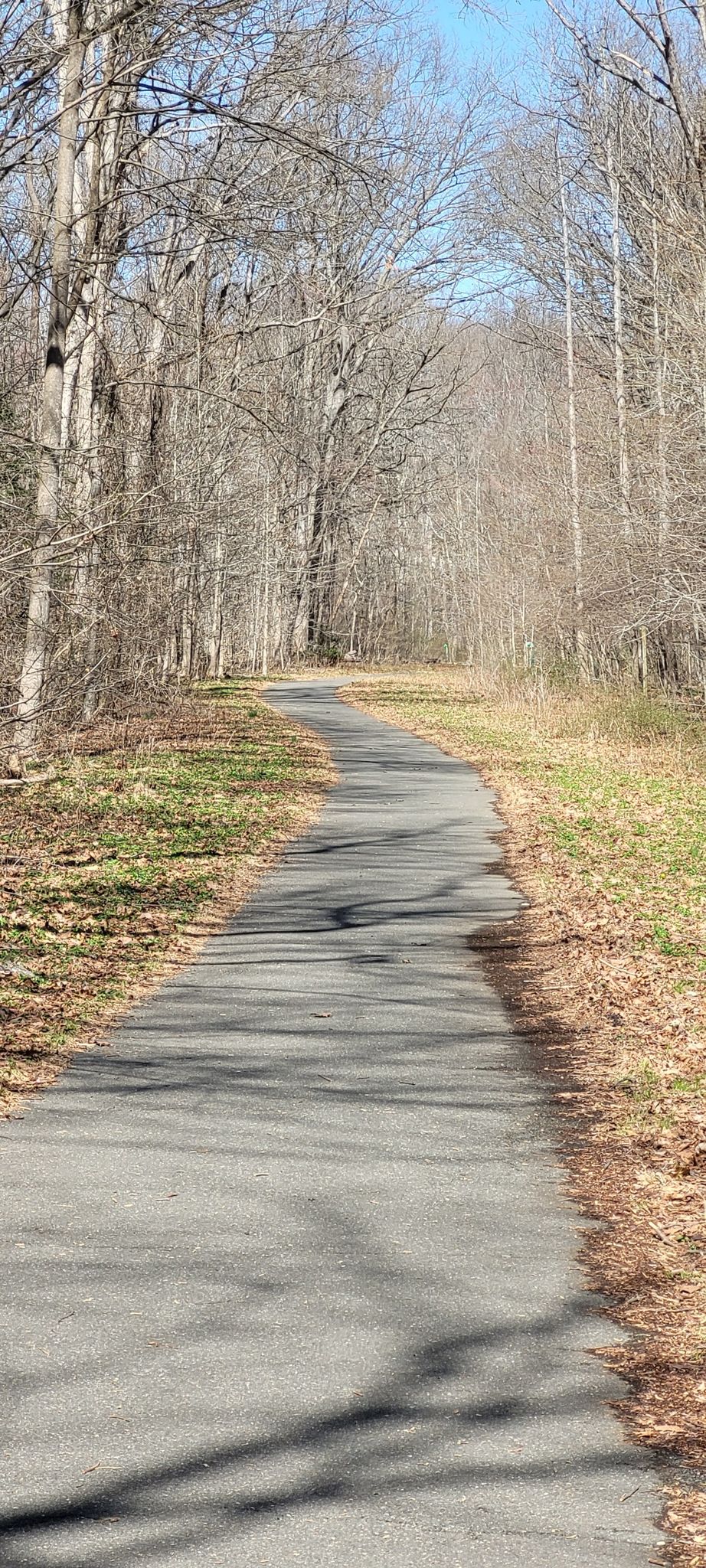 A winding paved path through a sunny forest with bare trees. - Accotink Creek – Wakefield MTB Trail System loop from Merrifield