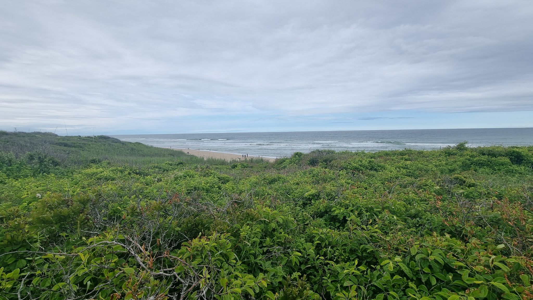 Green coastal bushes in foreground, distant ocean waves under a cloudy sky. - Nauset Marsh – Coast Guard Beach loop from Eastham
