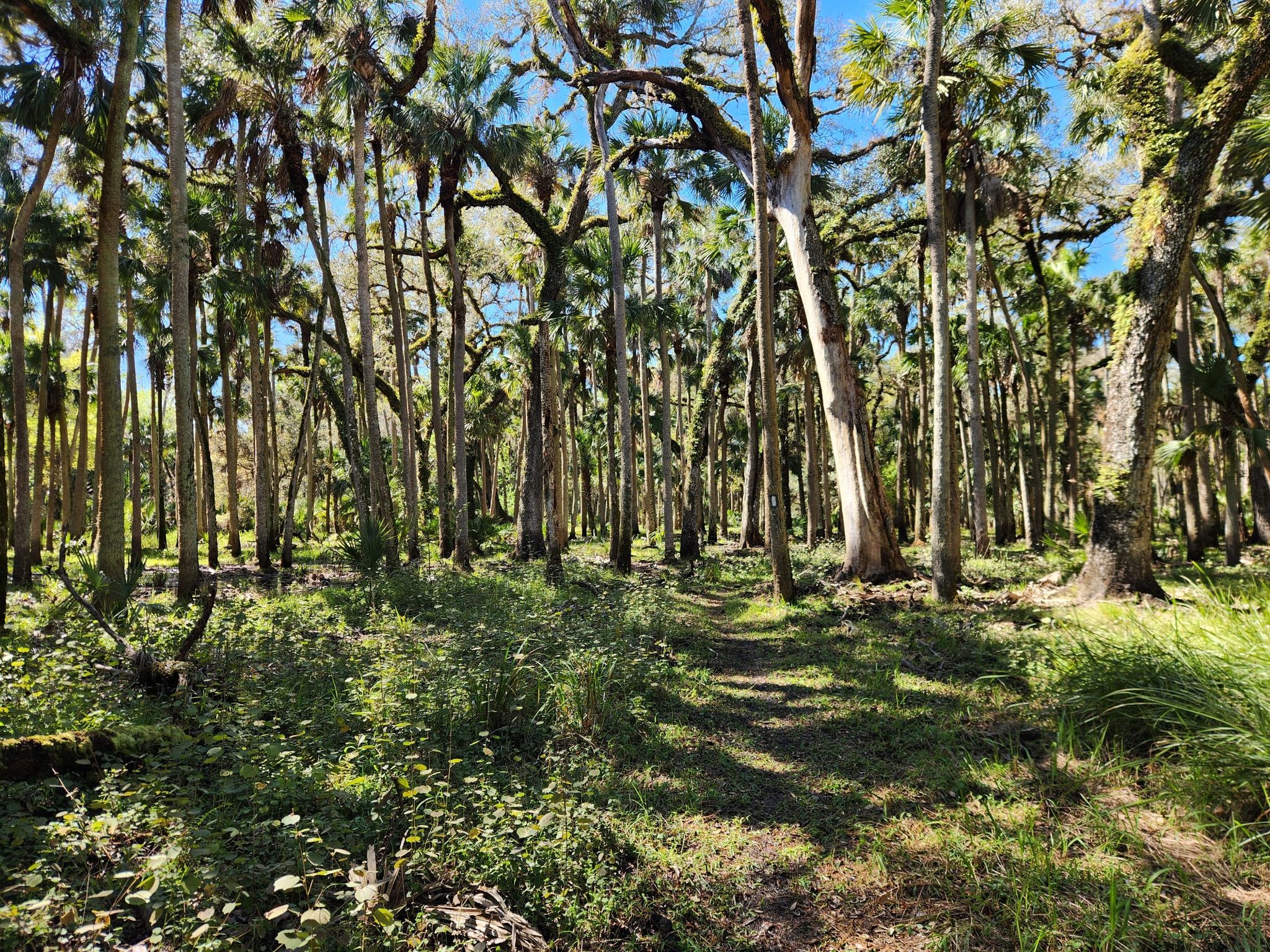 Forest path through tall trees and lush undergrowth, bright sunlight. - Culpepper Bend Trail
