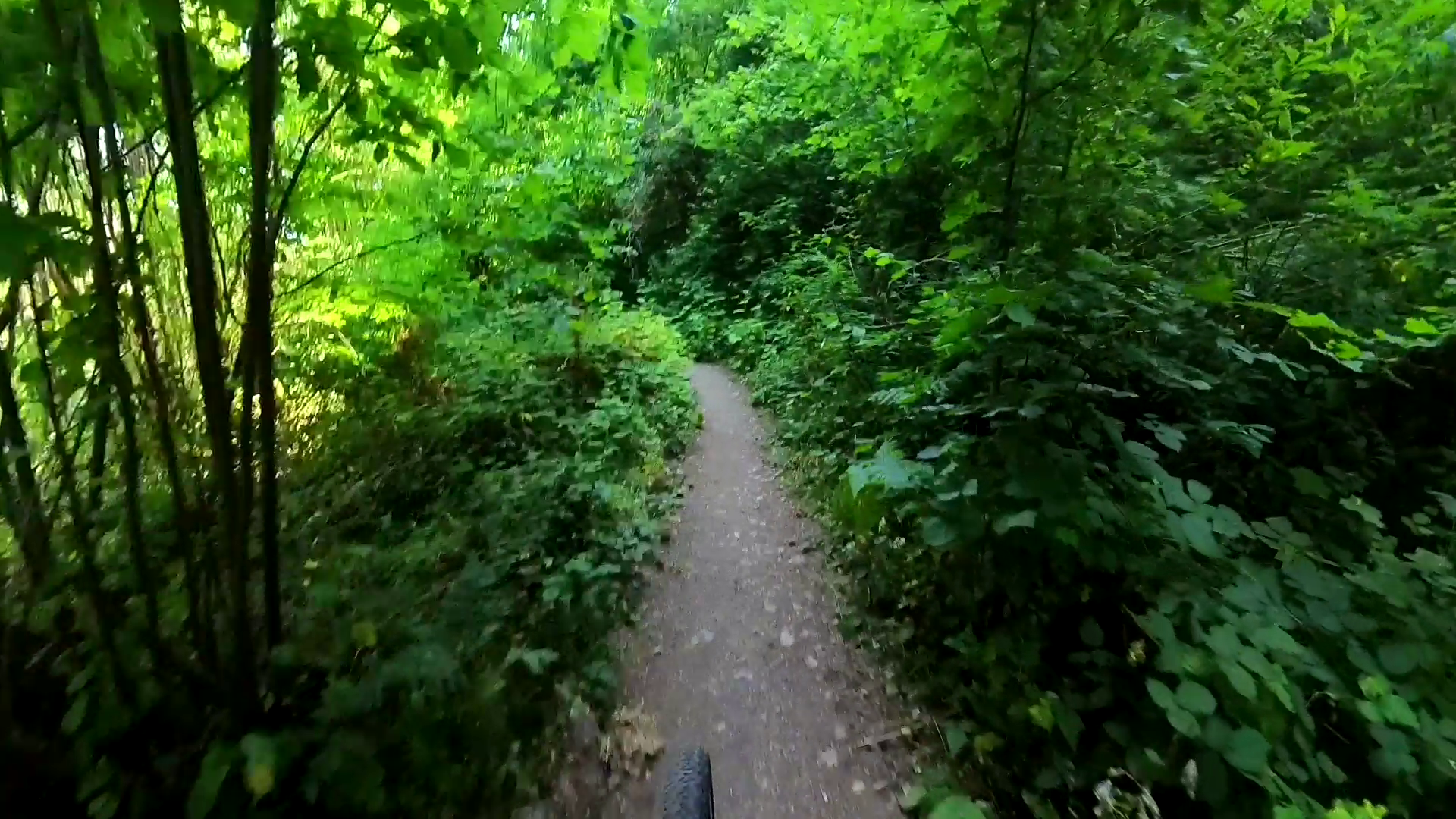 Rainier Trail's common paving.