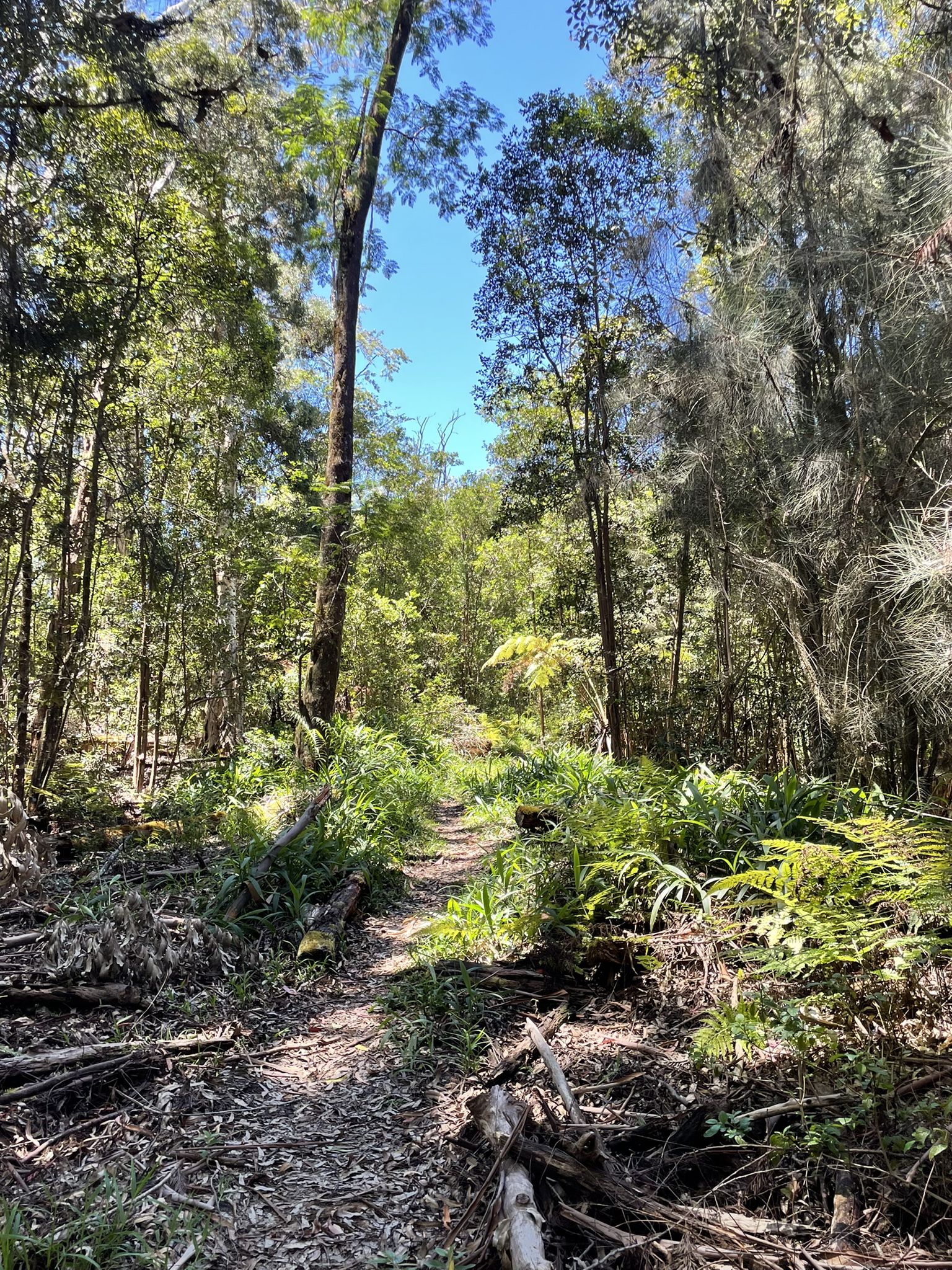 A narrow dirt path winding through a lush, sunlit forest. - Old Jeep Road via Honokaʻa