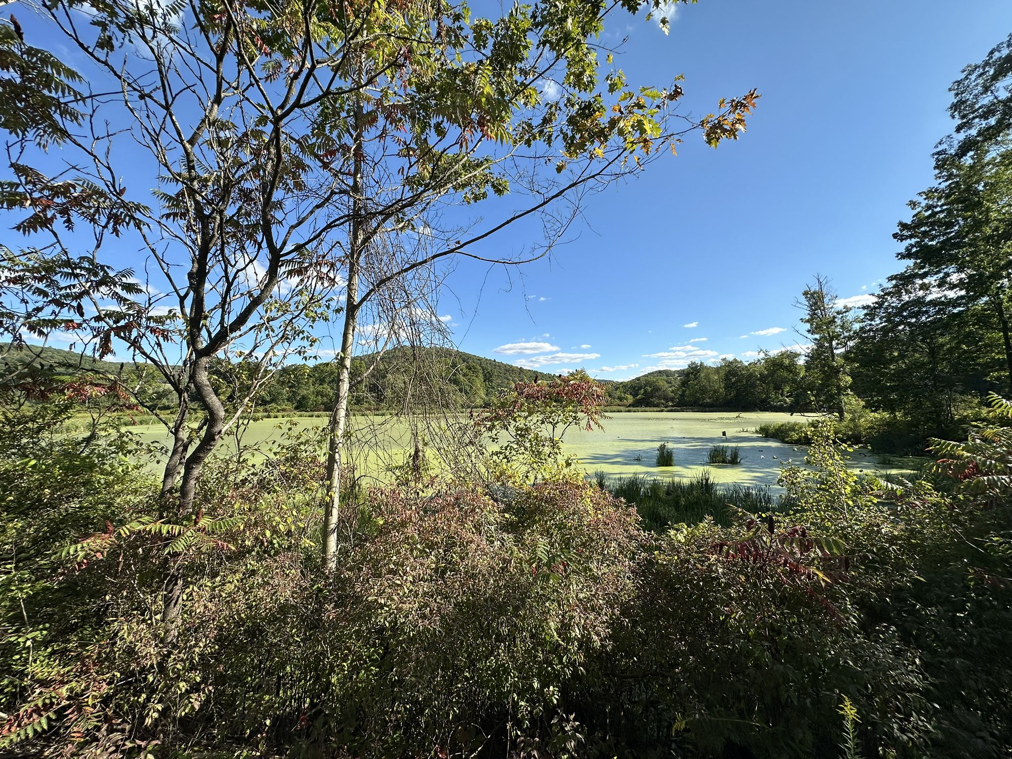 Overgrown pond with green surface, framed by trees, under a bright blue sky. - Pine Creek Rail Trail