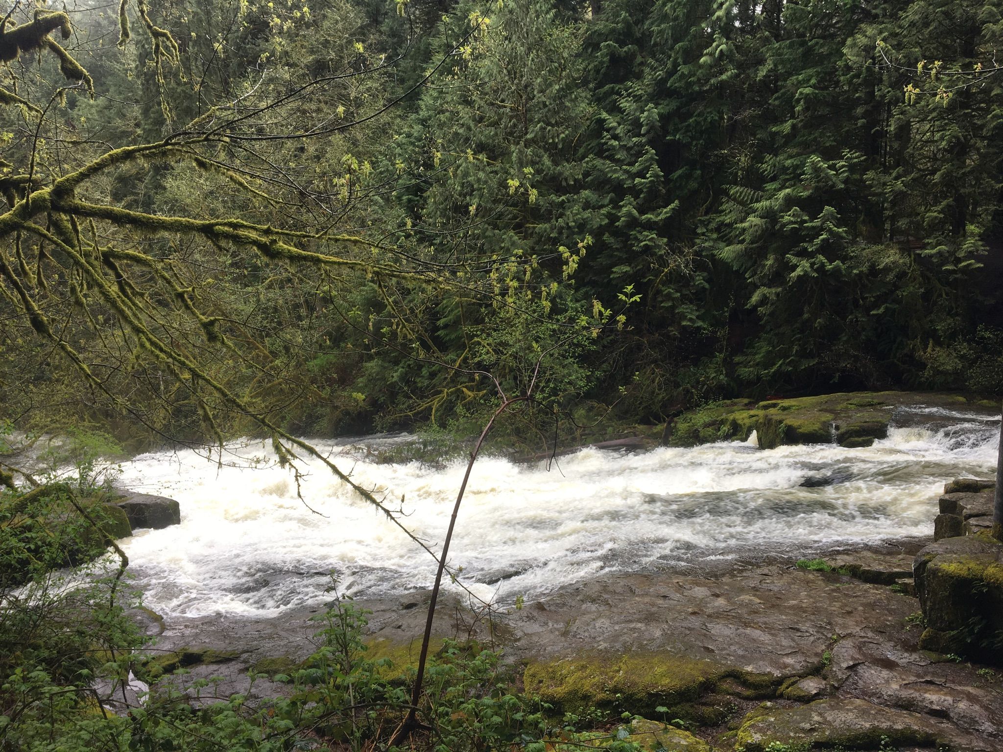 A wide, rushing river with rocky banks, surrounded by dense green forest. - Lacamas Lake – Heritage Trail at Lacamas Lake loop from Green Mountain Legacy Lands Open Space