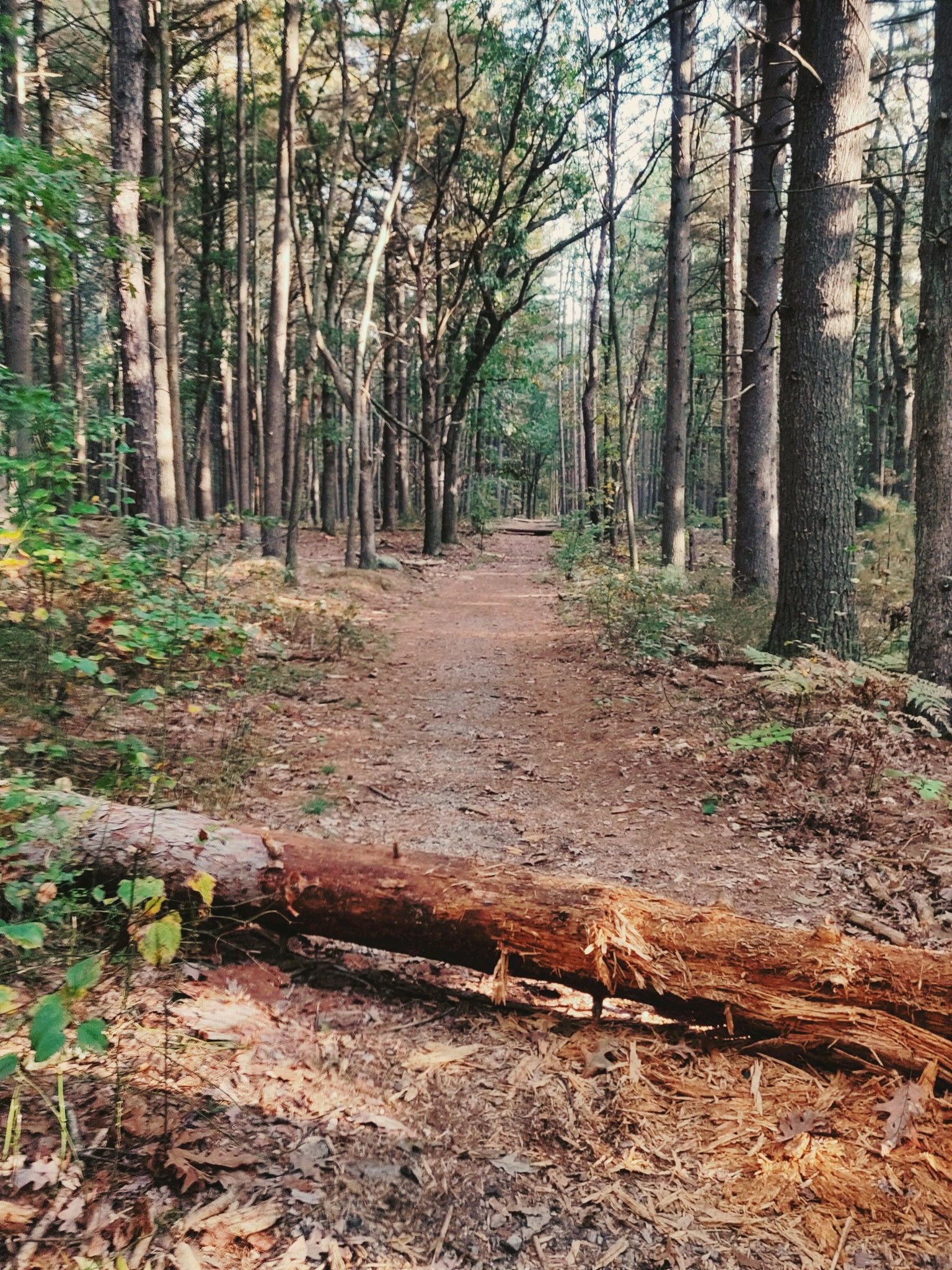 A sun-dappled forest path with a large fallen log across it. - Middlesex Fells Bicycle Loop