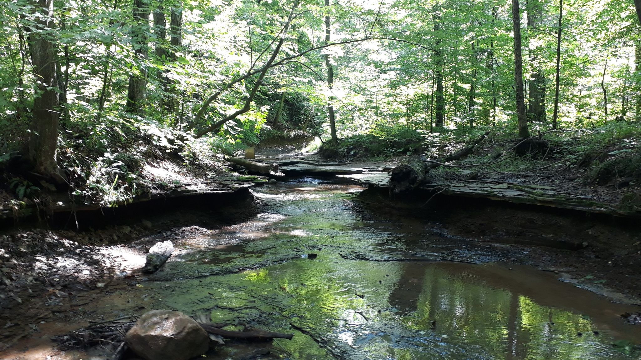 A small, clear stream winding through a bright, green forest. - Wetmore Trail Loop