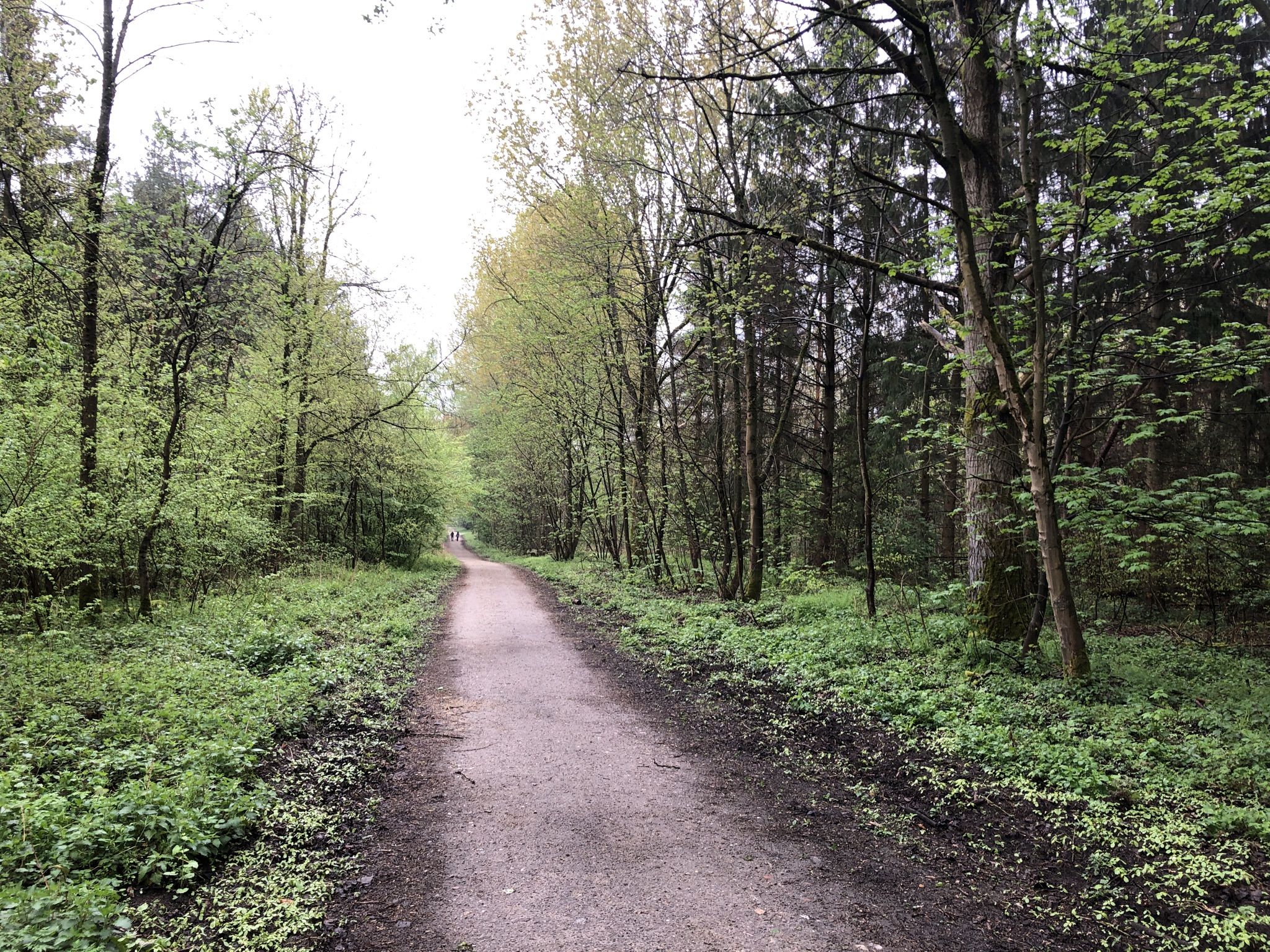 Durch den Wald nach Travemünde