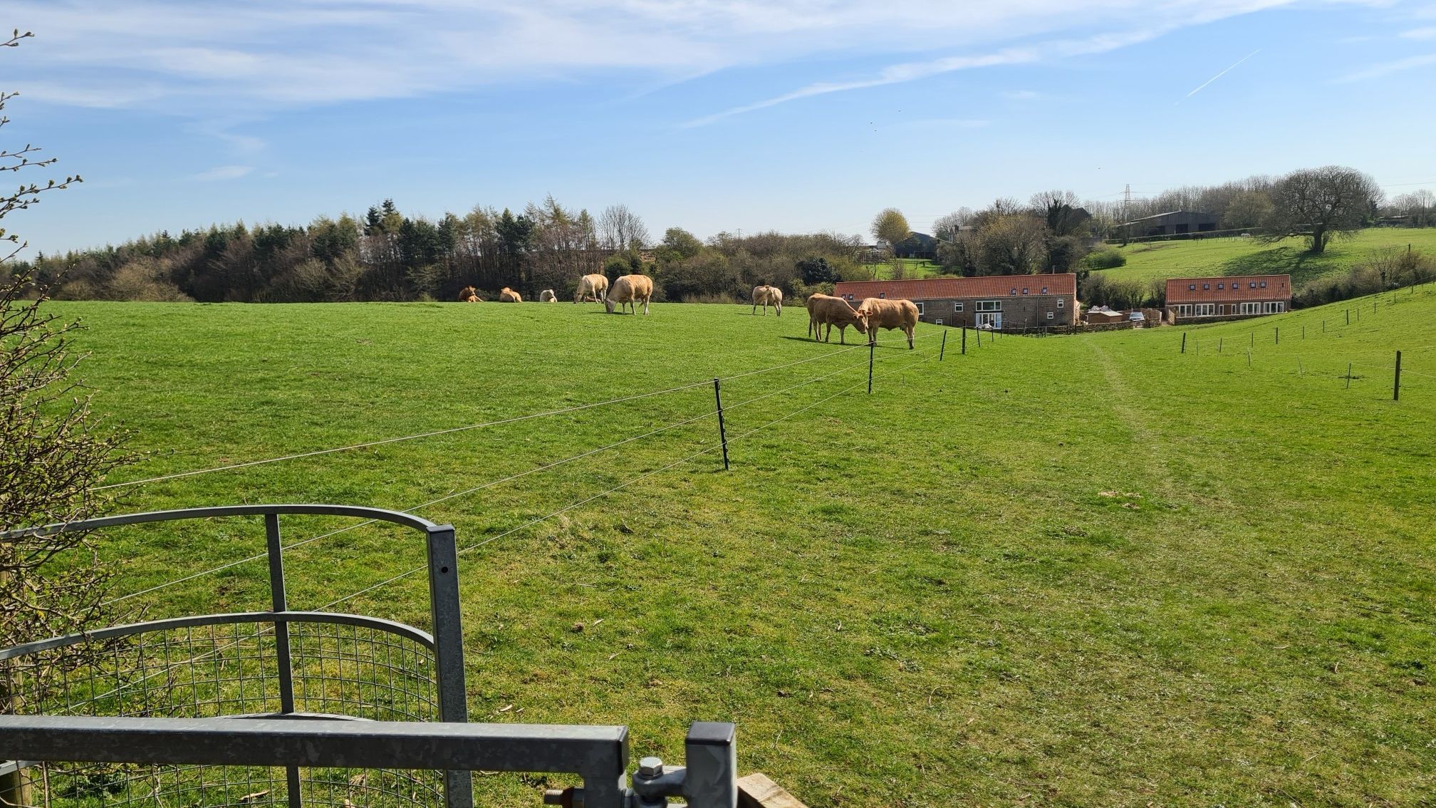 a field of cows