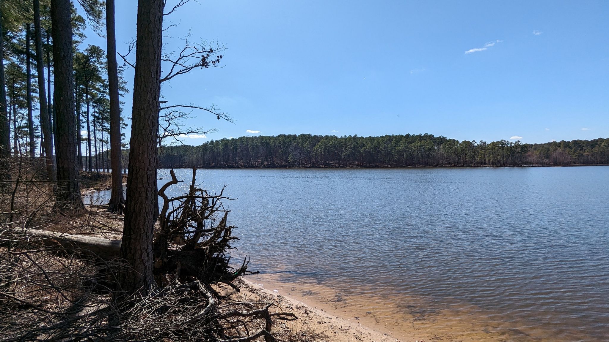 Sunny view of a calm lake bordered by pine trees and a sandy shore. - Low Lands and Jordan Lake Forest Demonstration Trail
