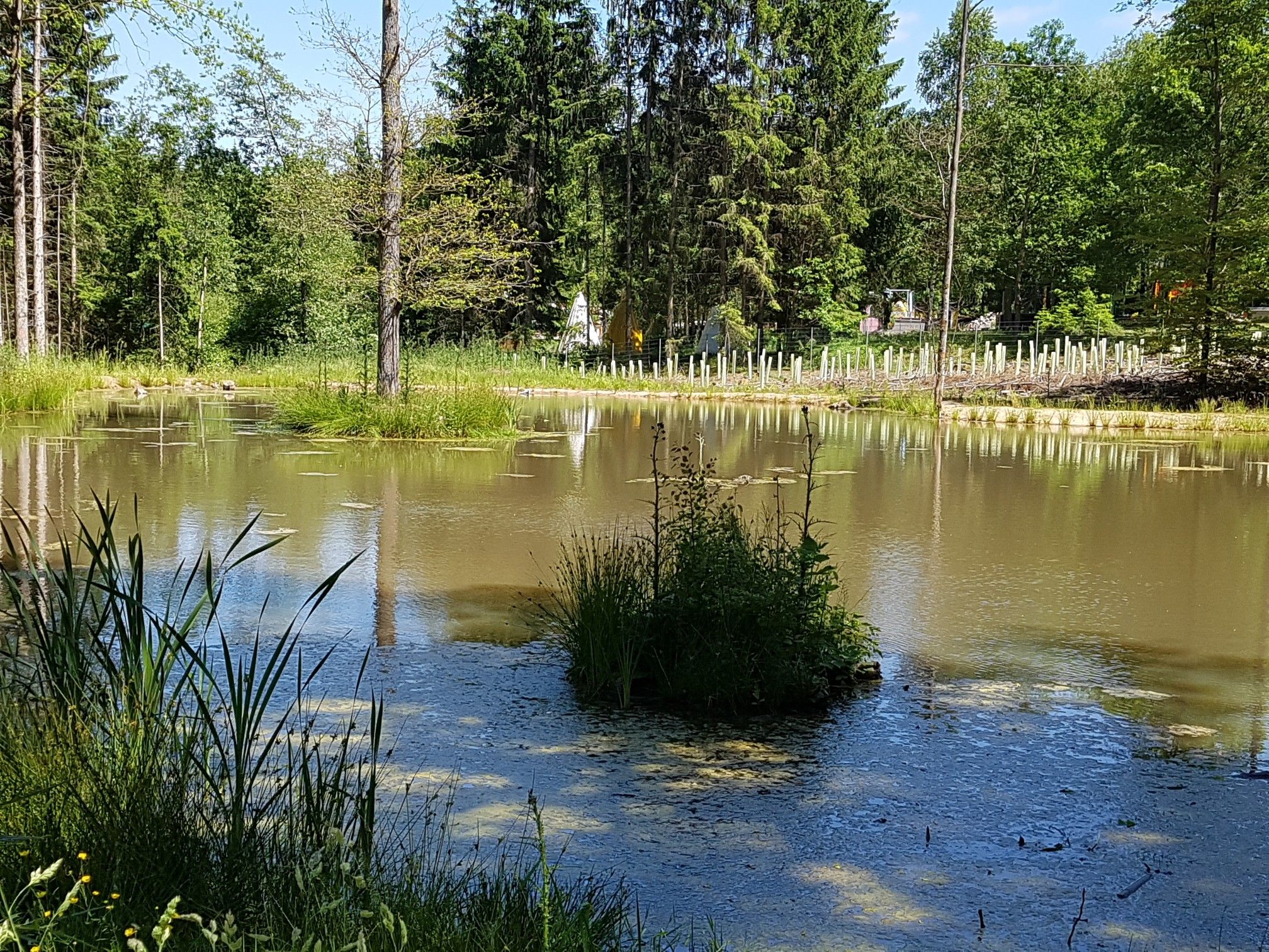 Biotop, Frösche quaken