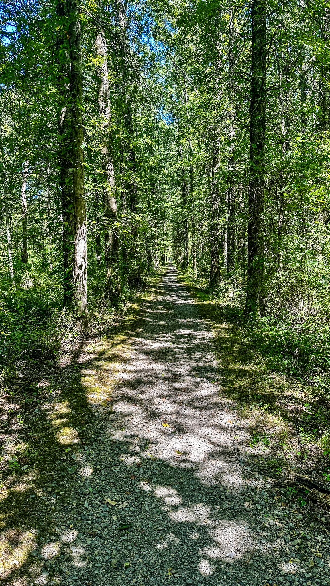 A sun-dappled gravel path winds through a dense green forest. - Lake Pocahontas – Speedwell Lake loop from Morristown